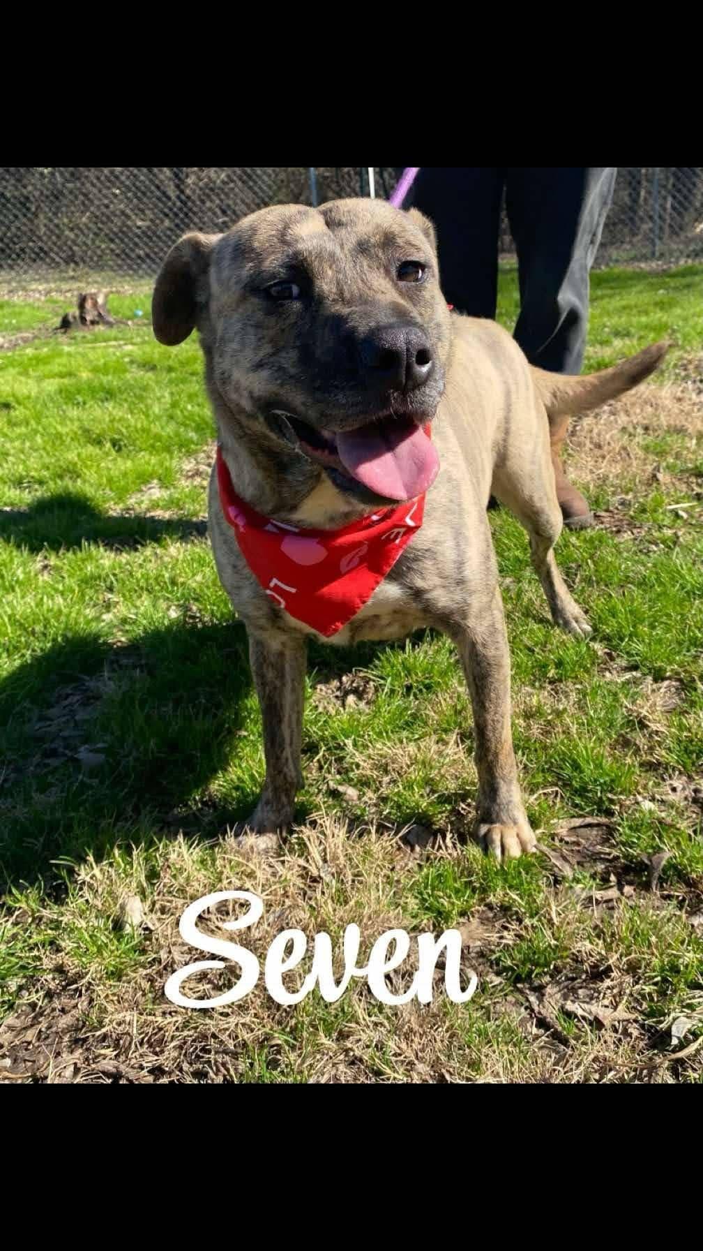 Seven — thumbnail 5