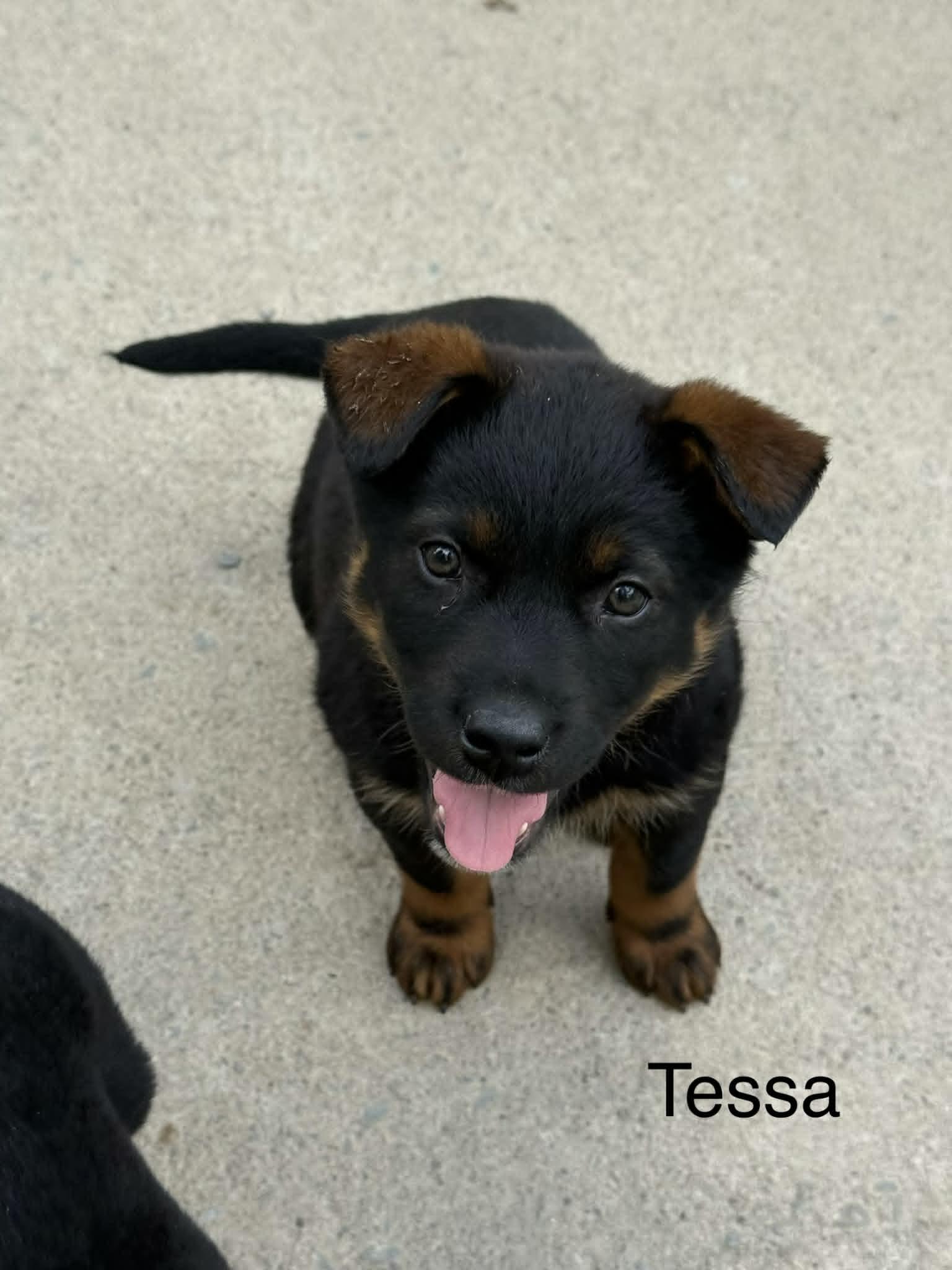 Enlarge Tessa, a Adoptable Shepherd in Hop Bottom, PA image 1/1