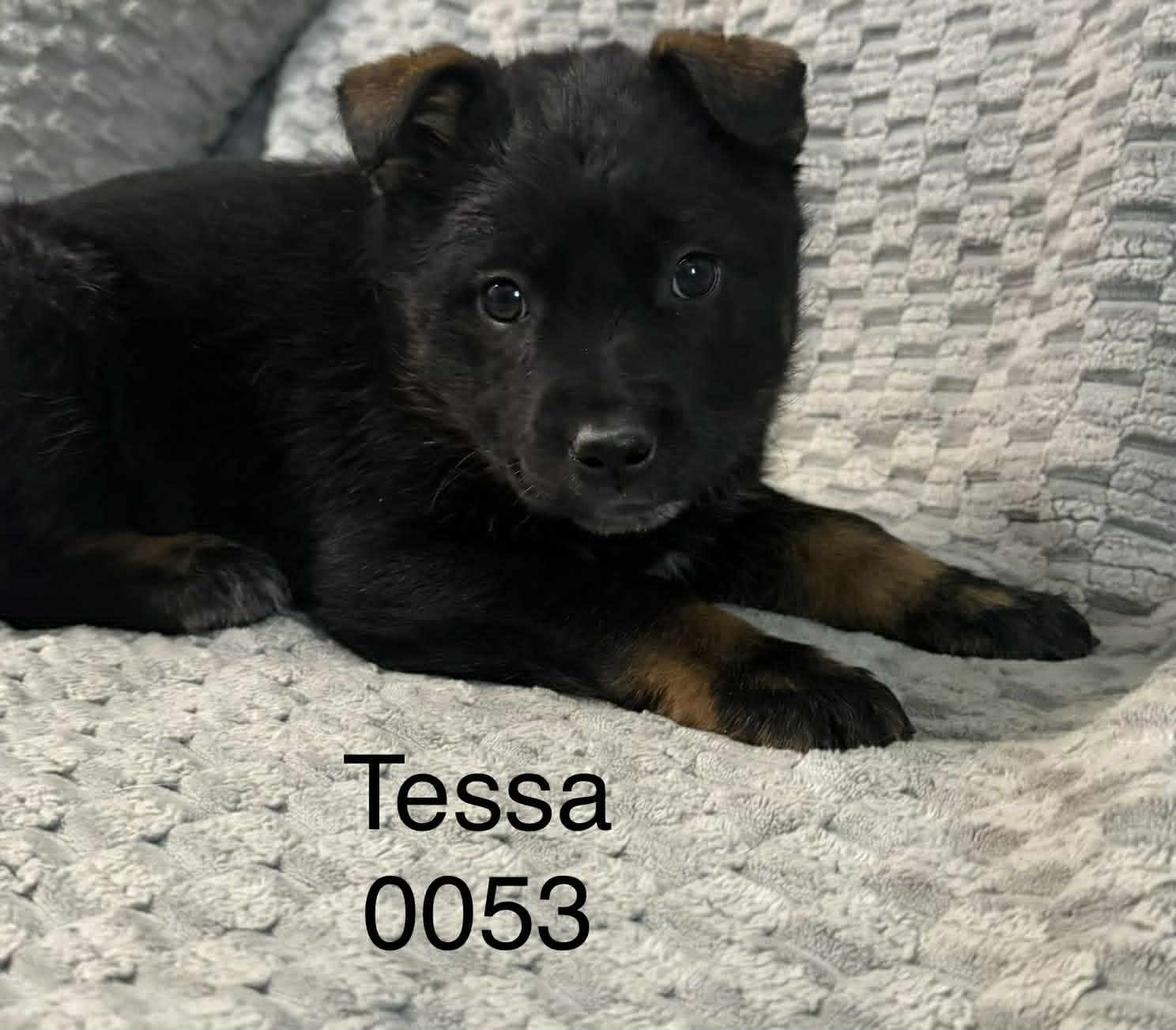 Enlarge Tessa, a Adoptable Shepherd in Hop Bottom, PA image 1/1