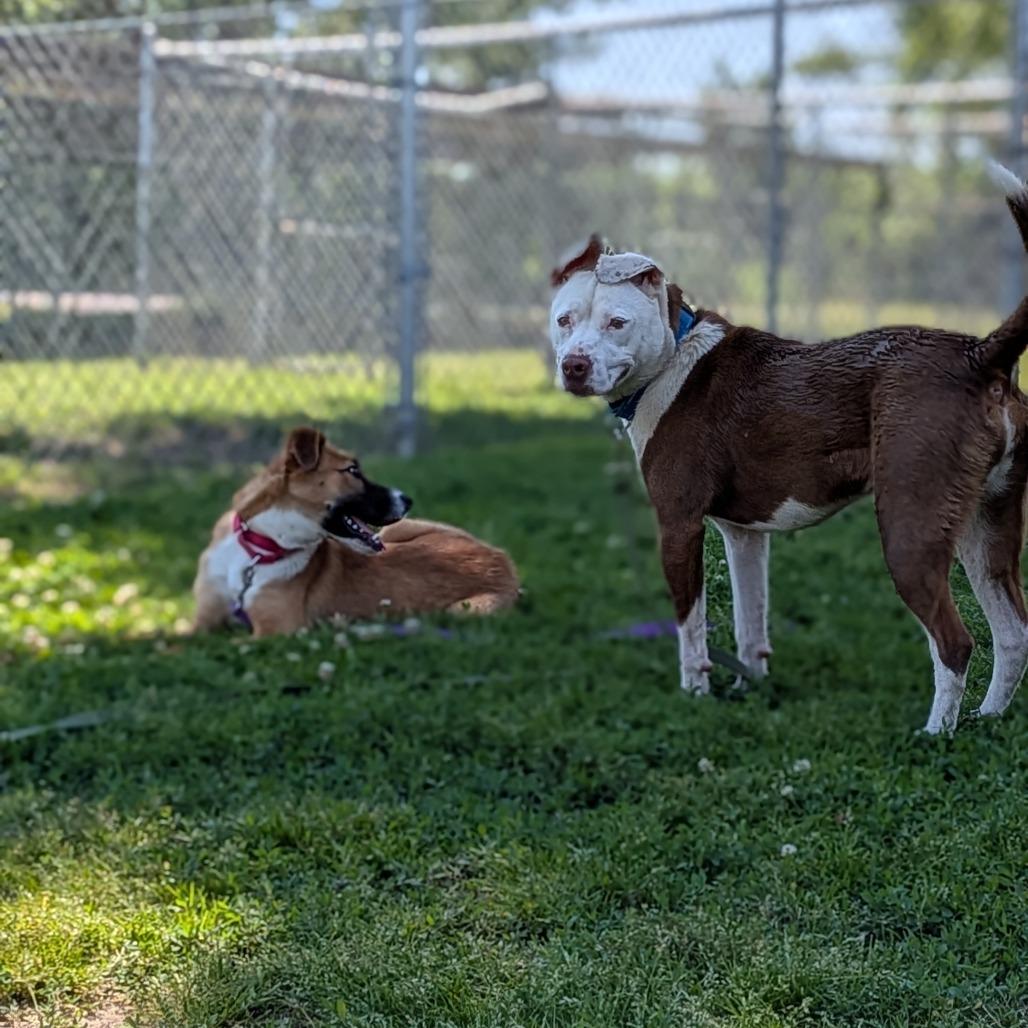 Marsha, Adoptable, Adult Female Pit Bull Terrier.
