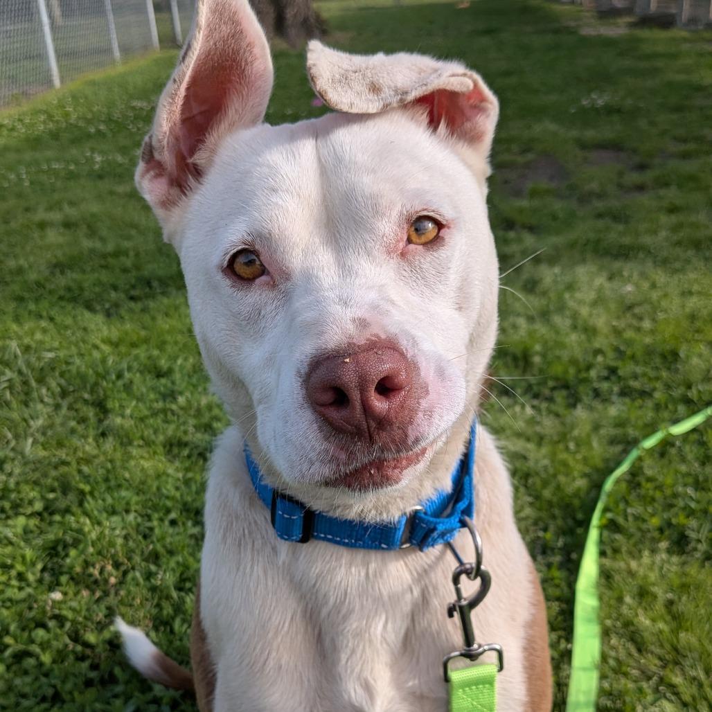 Enlarge Marsha, a Adoptable Pit Bull Terrier in Tulsa, OK image 2/6
