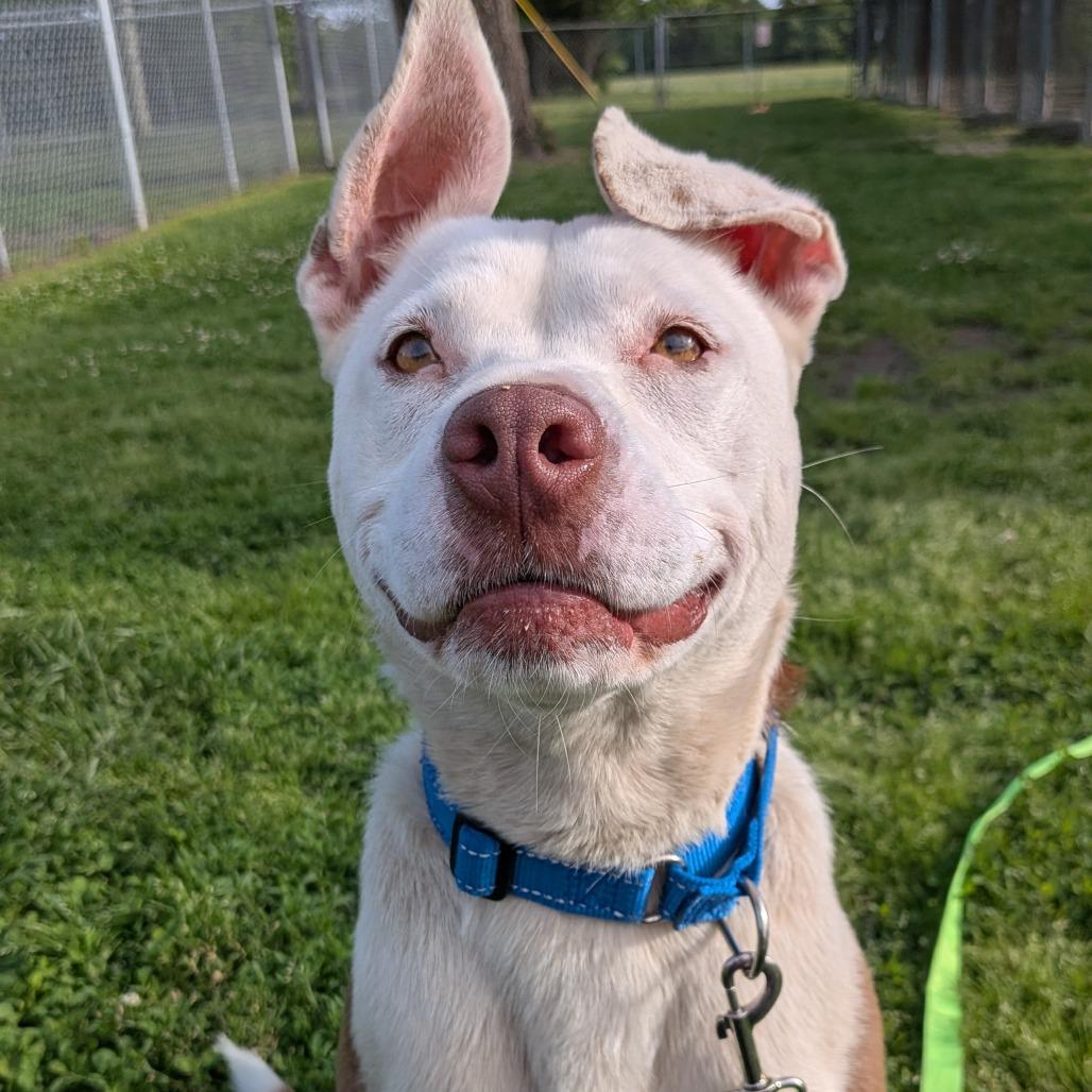 Enlarge Marsha, a Adoptable Pit Bull Terrier in Tulsa, OK image 3/6