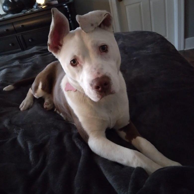 Enlarge Marsha, a Adoptable Pit Bull Terrier in Tulsa, OK image 4/6