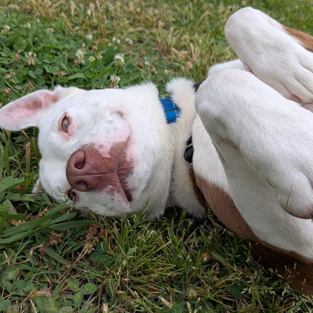 Enlarge Marsha, a Adoptable Pit Bull Terrier in Tulsa, OK image 5/6