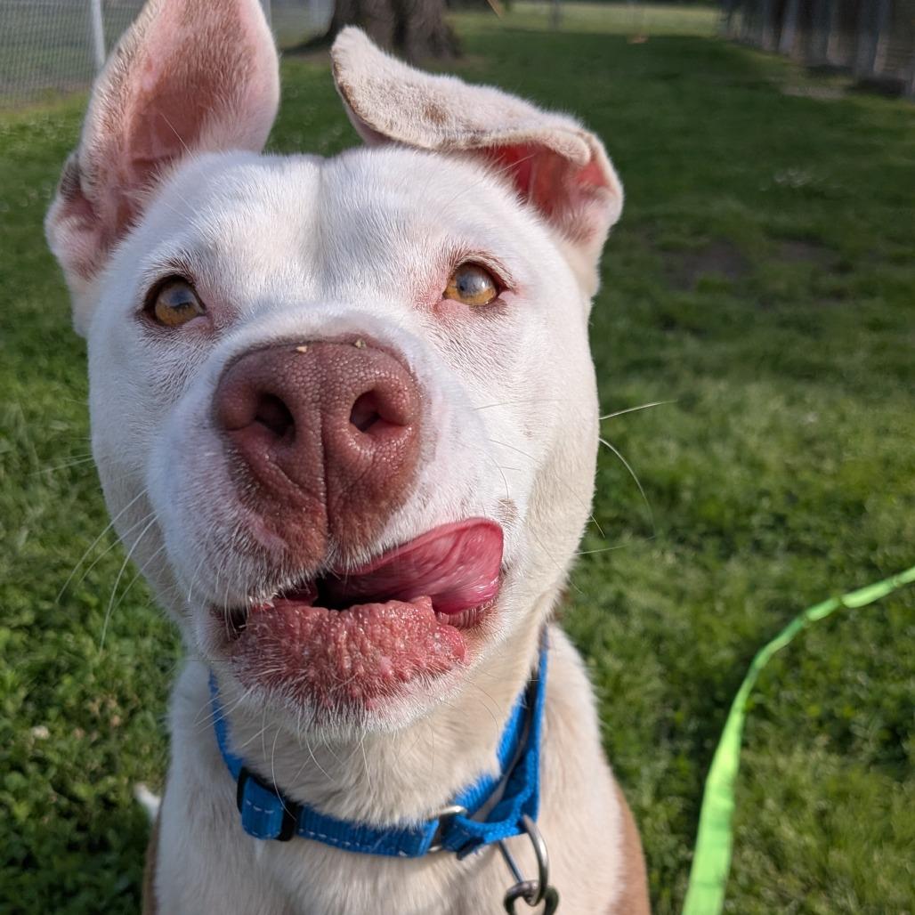 Enlarge Marsha, a Adoptable Pit Bull Terrier in Tulsa, OK image 6/6