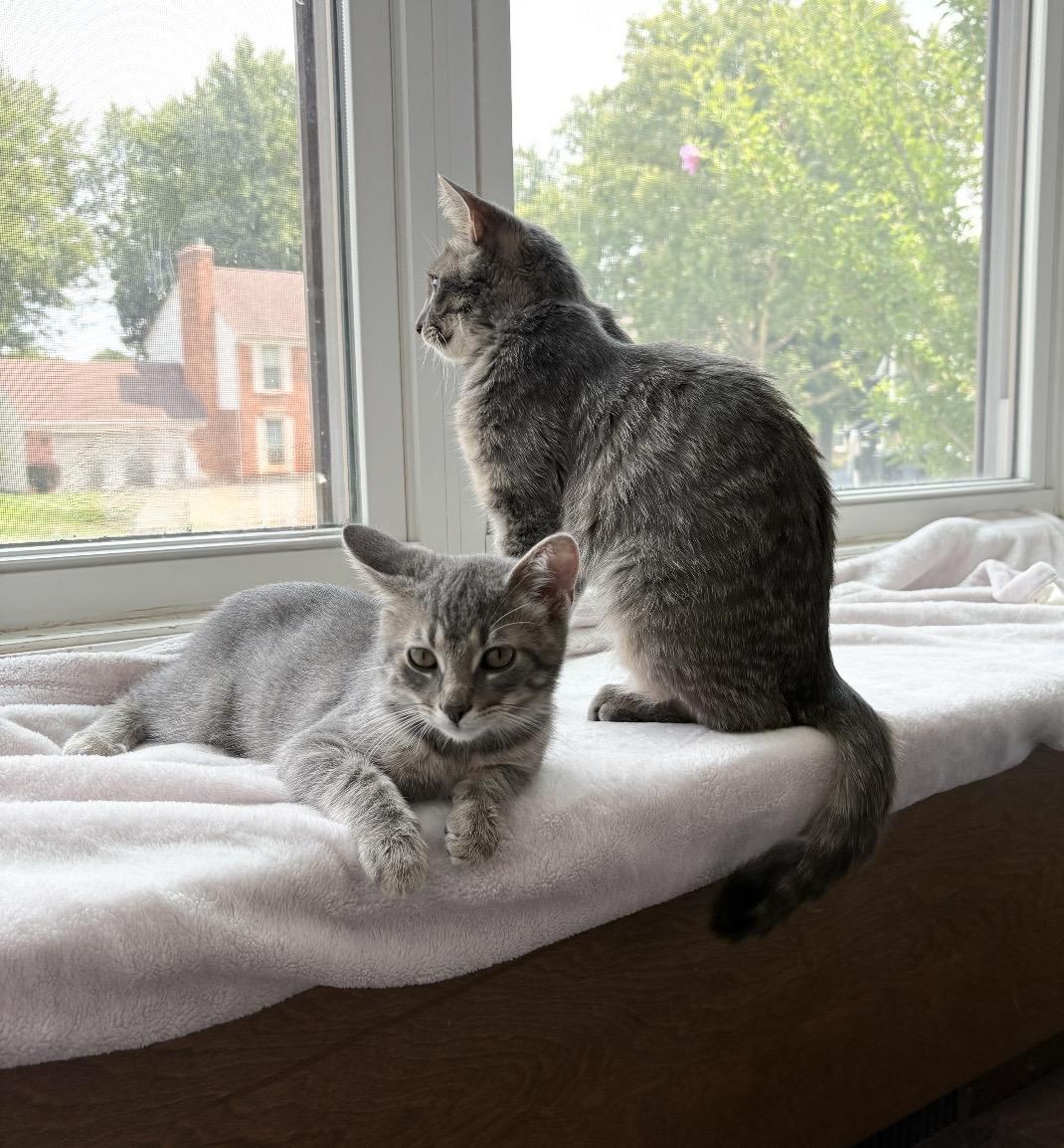 Enlarge Mint, a Adoptable Domestic Short Hair in Troy, MI image 4/6
