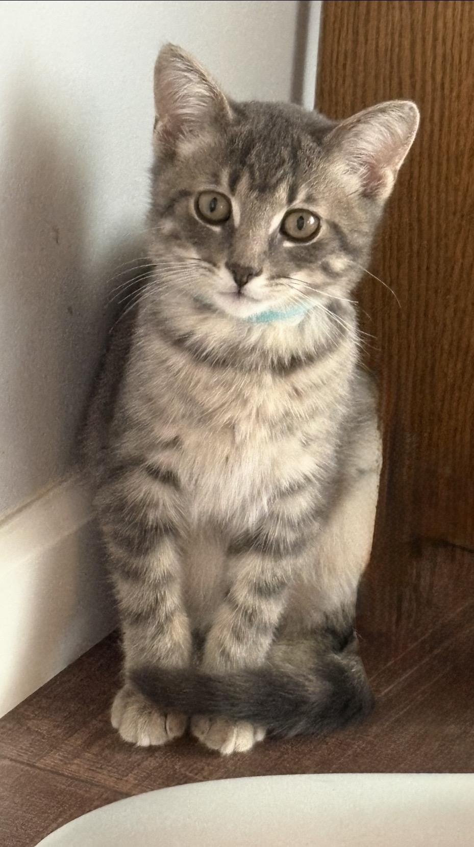 Mint, Adoptable, Kitten Male Domestic Short Hair.