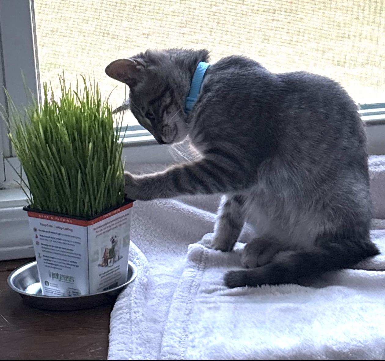 Enlarge Mint, a Adoptable Domestic Short Hair in Troy, MI image 2/6