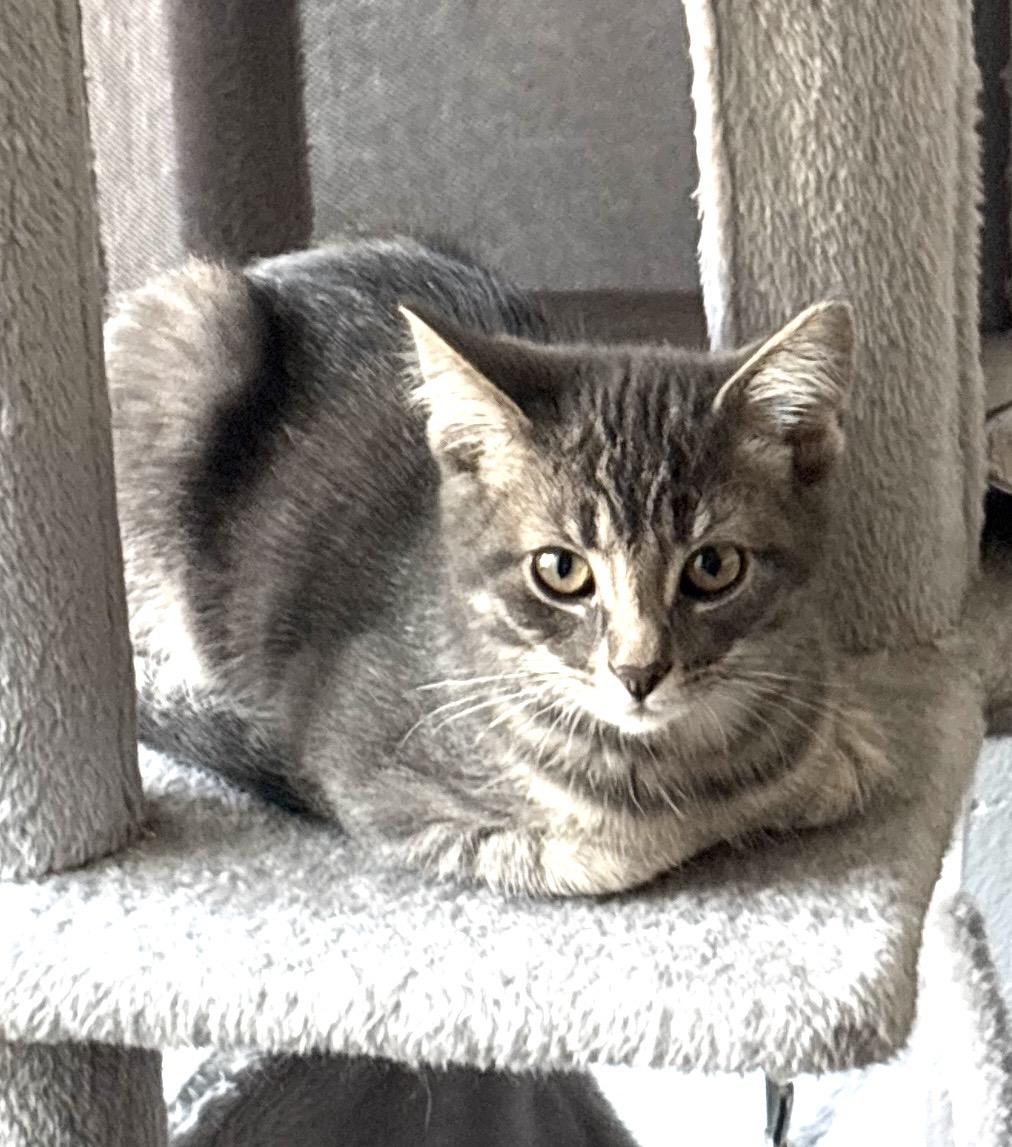 Enlarge Mint, a Adoptable Domestic Short Hair in Troy, MI image 5/6