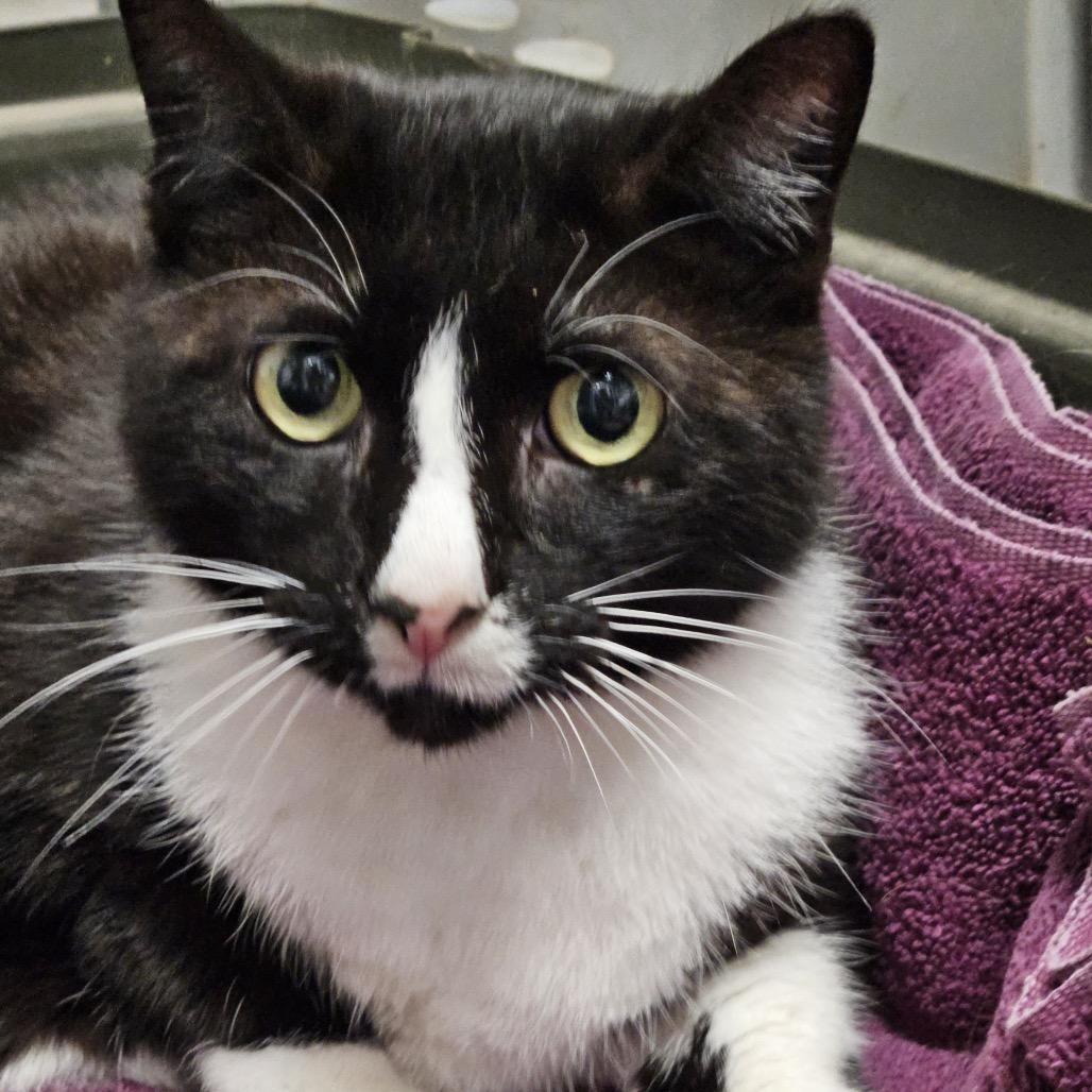 Enlarge Dixie, a Adoptable Domestic Short Hair in Peoria, IL image 1/1