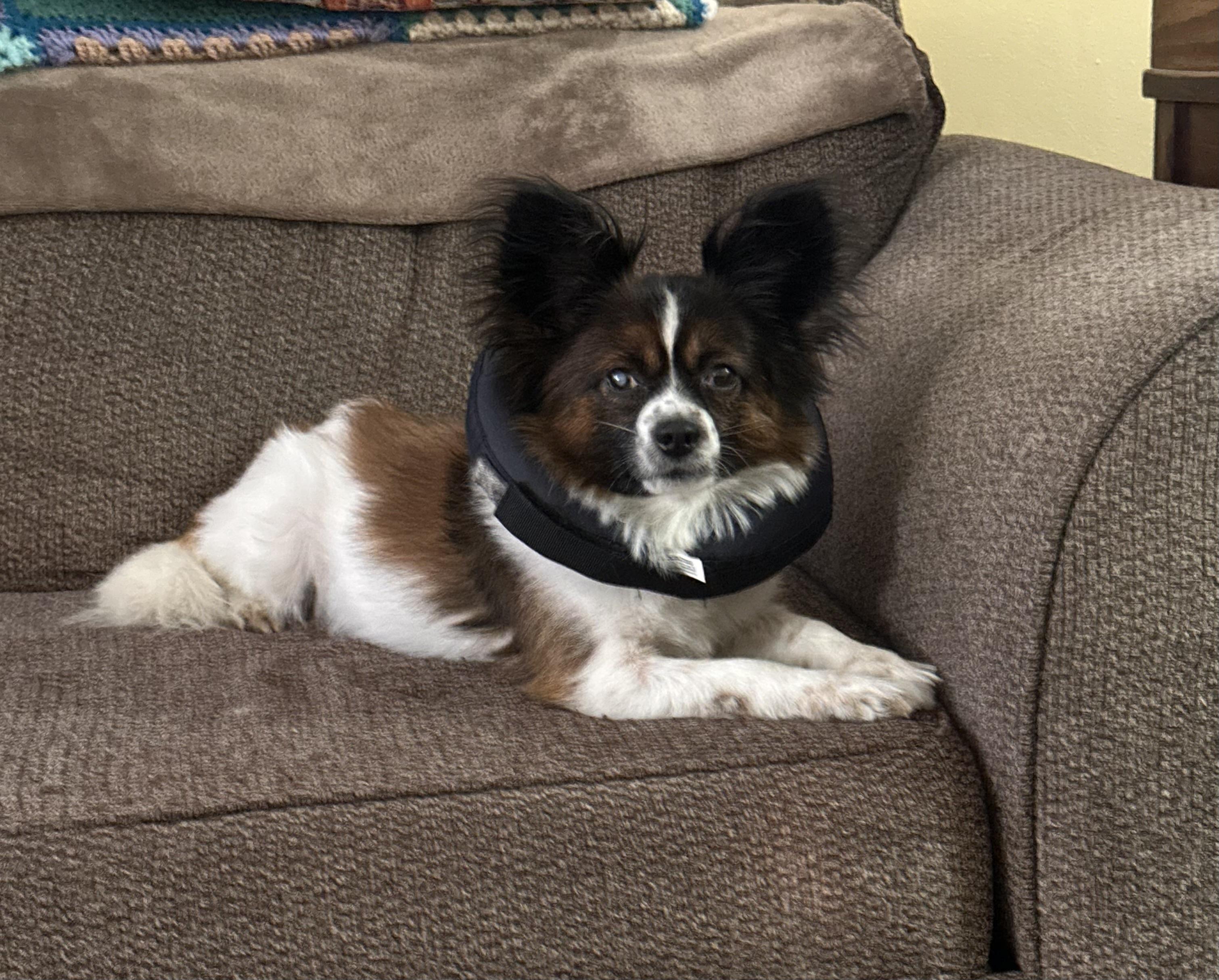 Enlarge Iggy, a Adoptable Papillon in White Lake, MI image 3/3