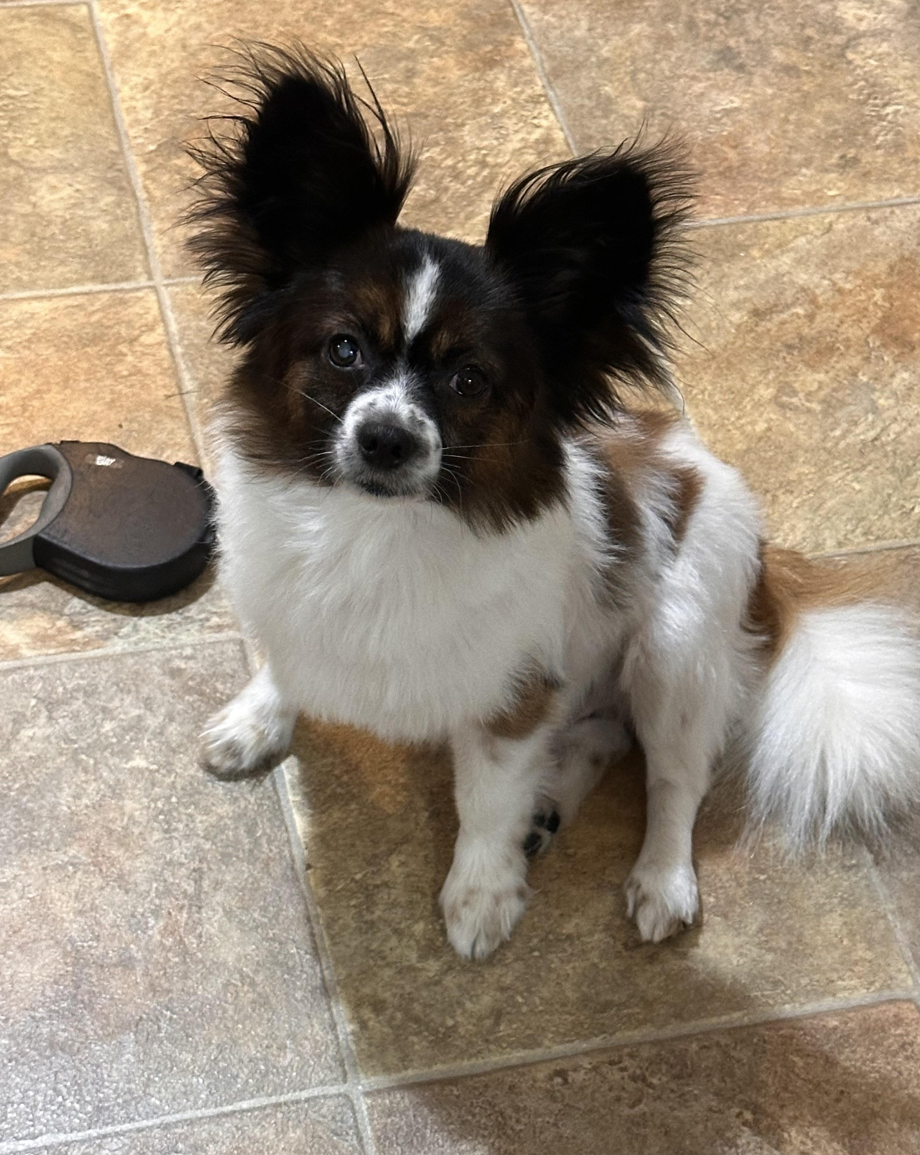 Iggy, Adoptable, Young Male Papillon.