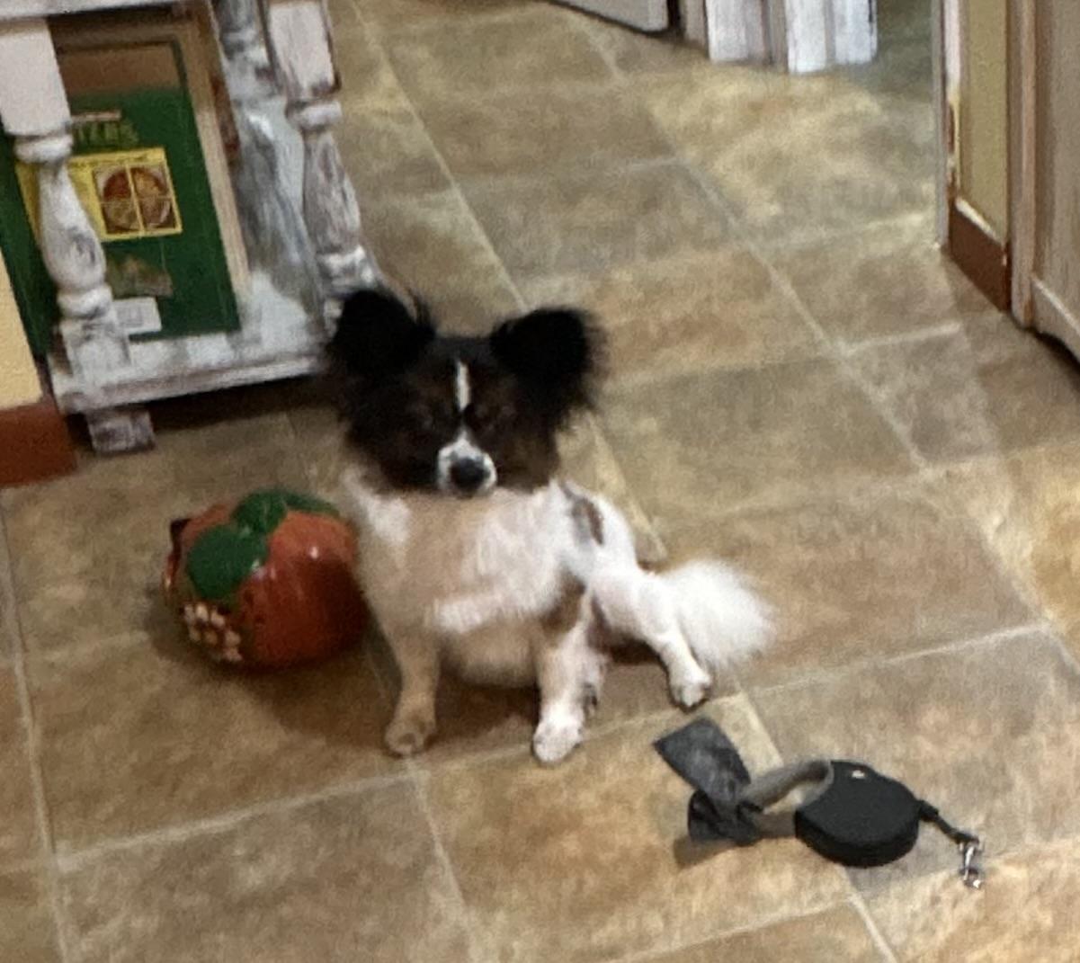 Enlarge Iggy, a Adoptable Papillon in White Lake, MI image 2/3