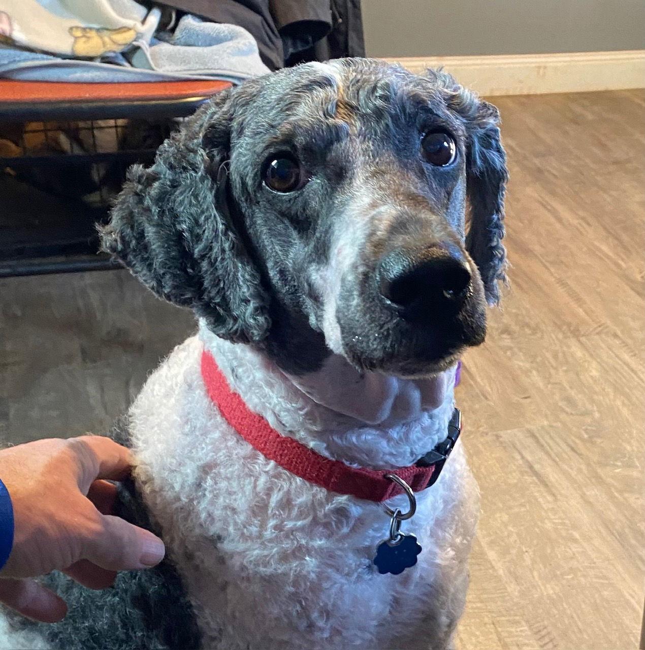 Pongo Jan thumbnail 2