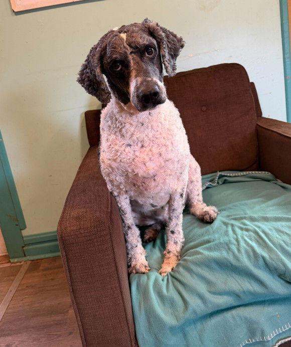 Pongo Jan thumbnail 3