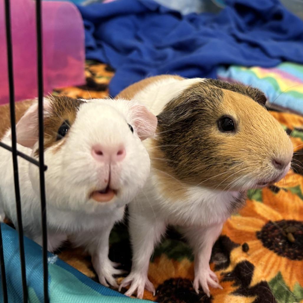 Pinky with Blu, Adoptable, Young Female Guinea Pig.