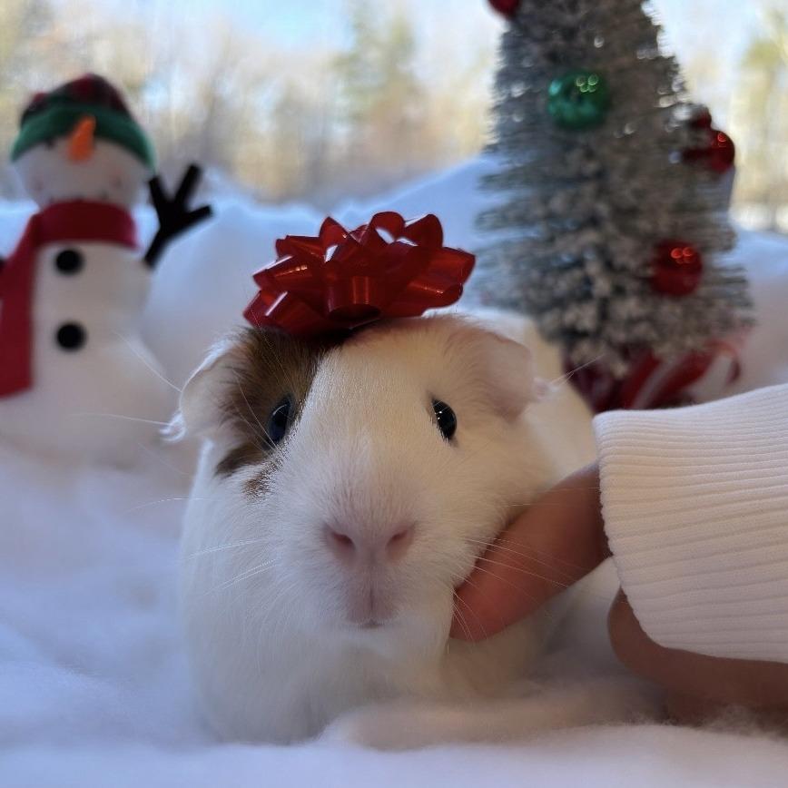 Enlarge Pinky with Blu, a Adoptable Guinea Pig in Manchester, CT image 2/6