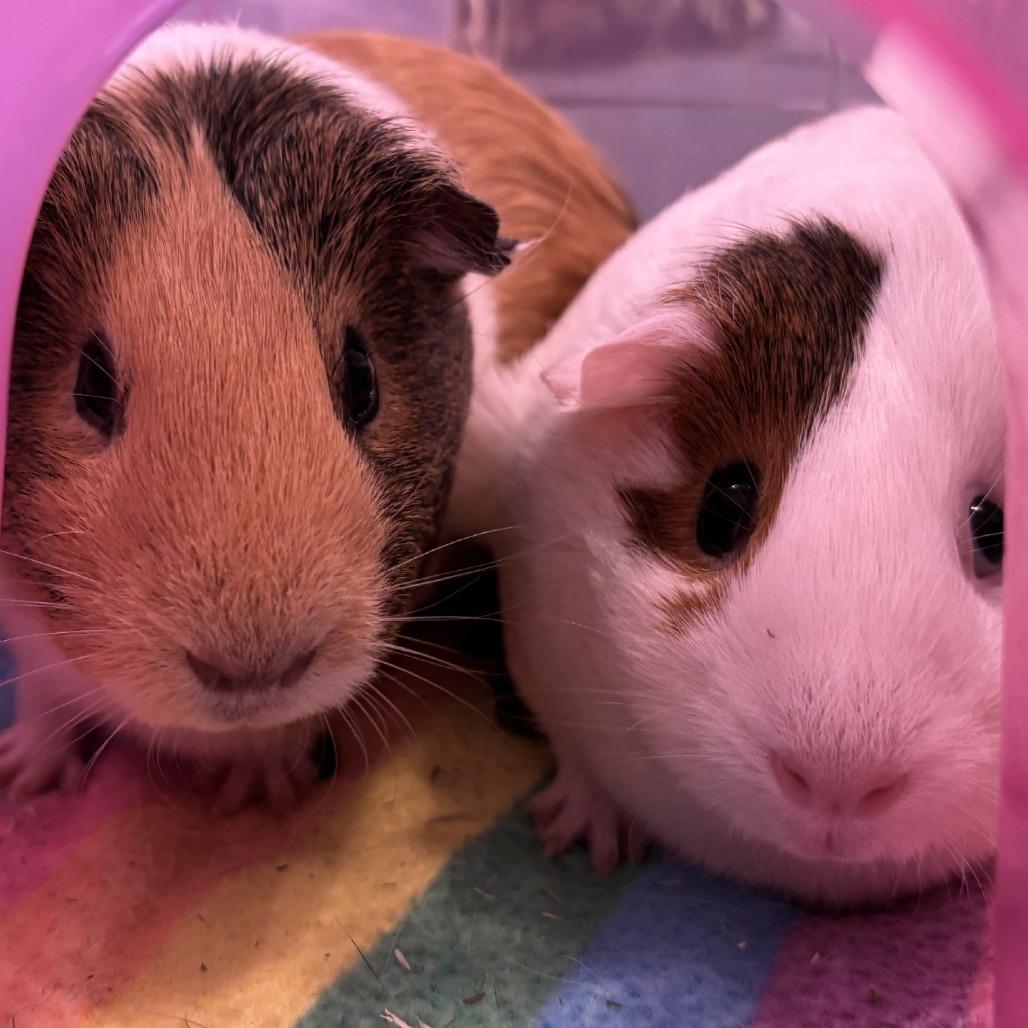 Enlarge Pinky with Blu, a Adoptable Guinea Pig in Manchester, CT image 3/6