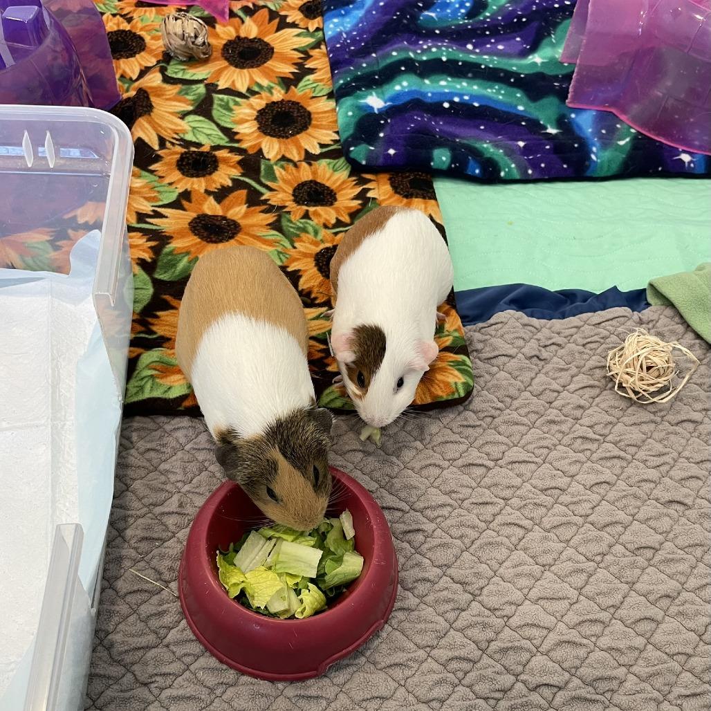 Enlarge Pinky with Blu, a Adoptable Guinea Pig in Manchester, CT image 4/6