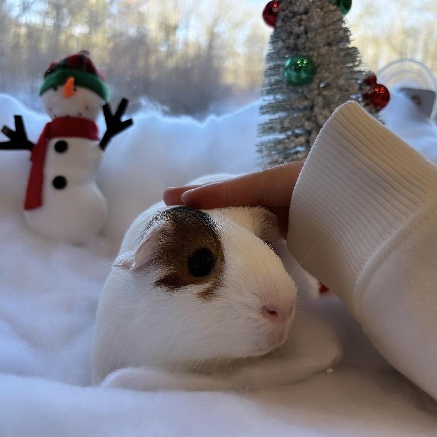 Enlarge Pinky with Blu, a Adoptable Guinea Pig in Manchester, CT image 5/6