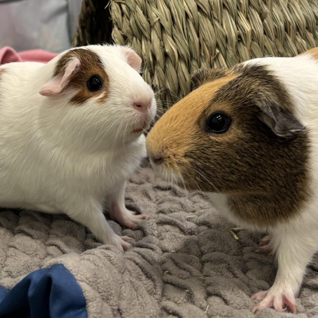 Enlarge Pinky with Blu, a Adoptable Guinea Pig in Manchester, CT image 6/6