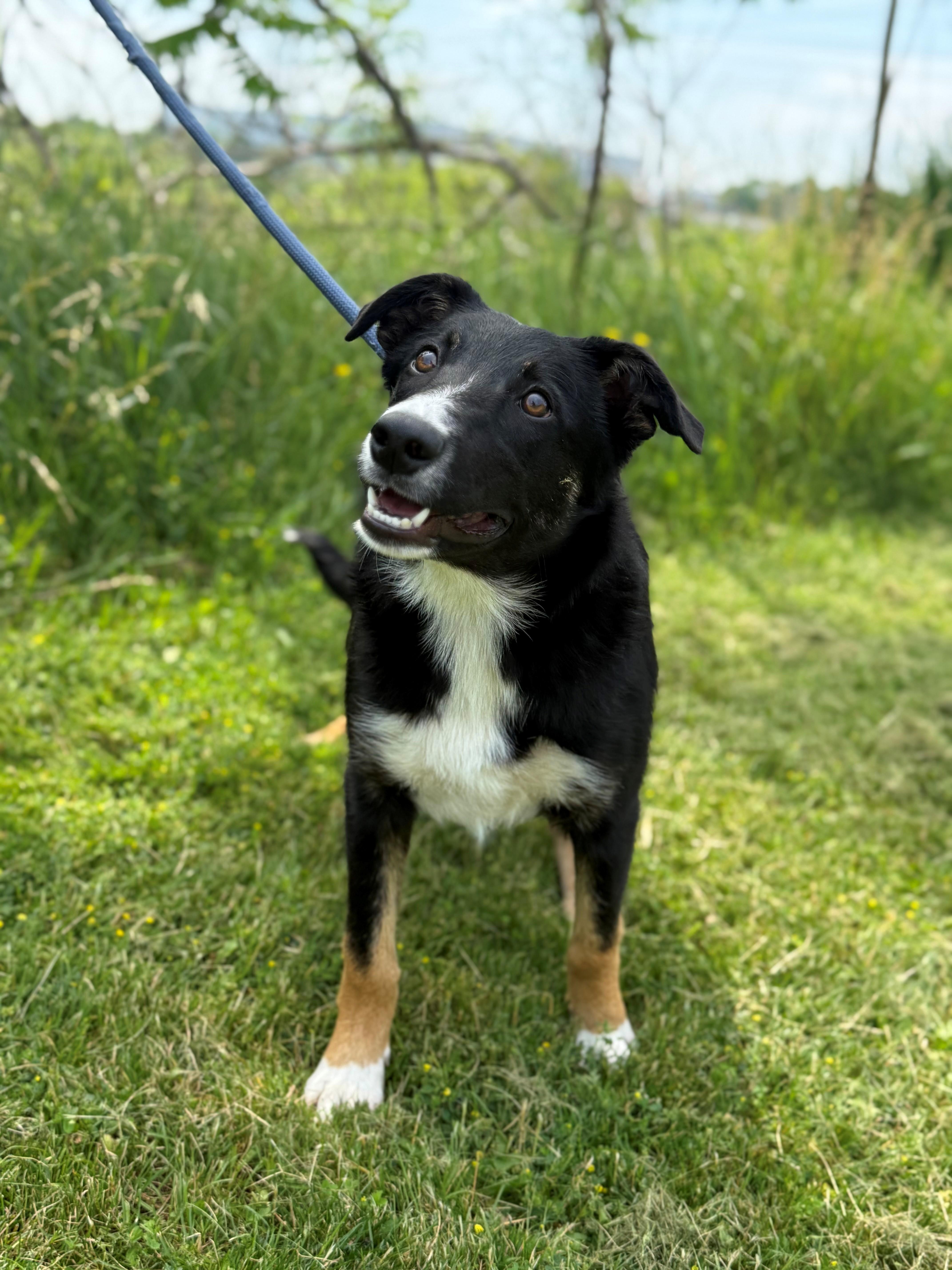 Breeze, an adoptable mixed breed in Hamilton, ON image 3/6