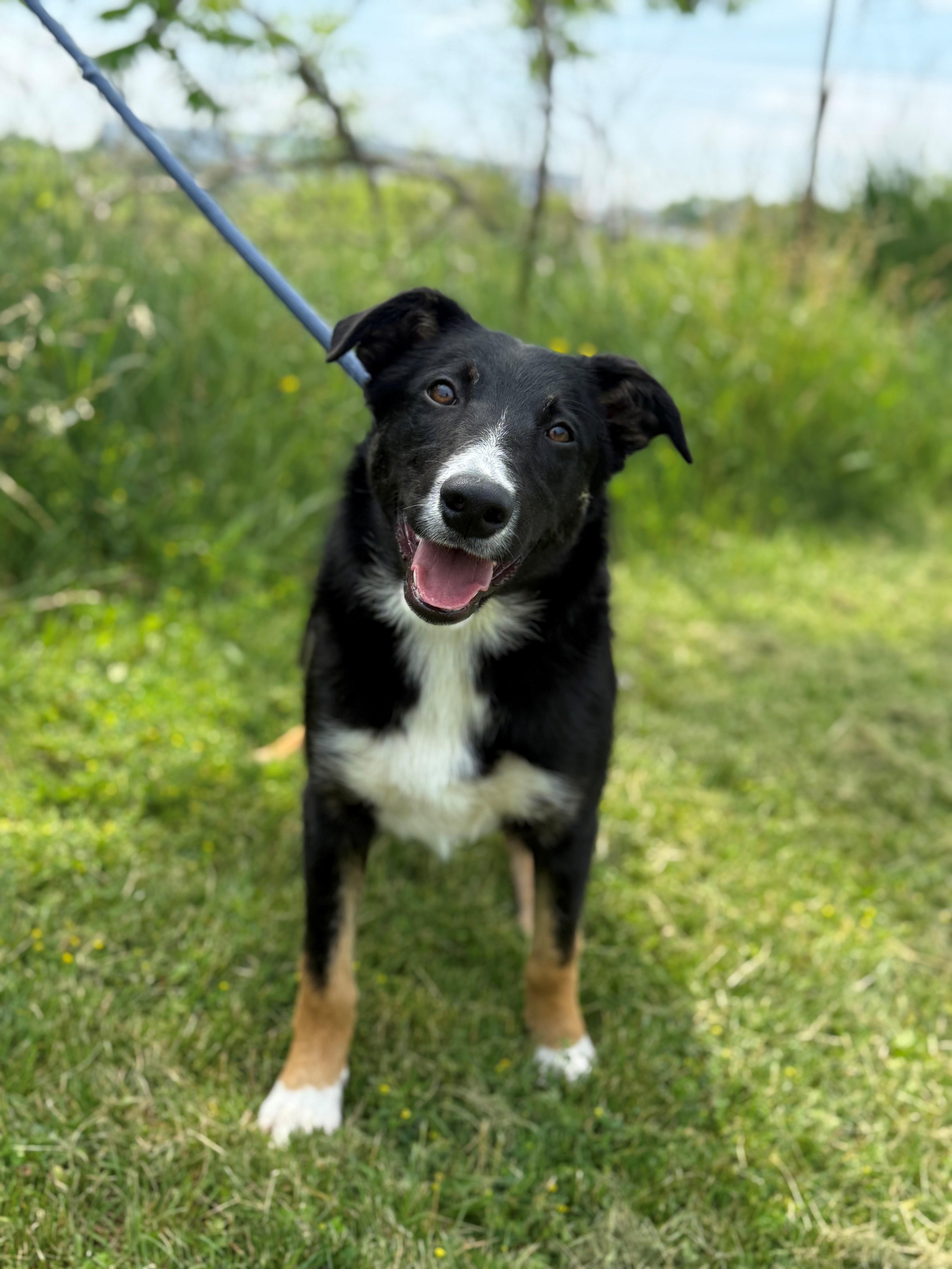 Breeze, adoptable, Young Male Border Collie.