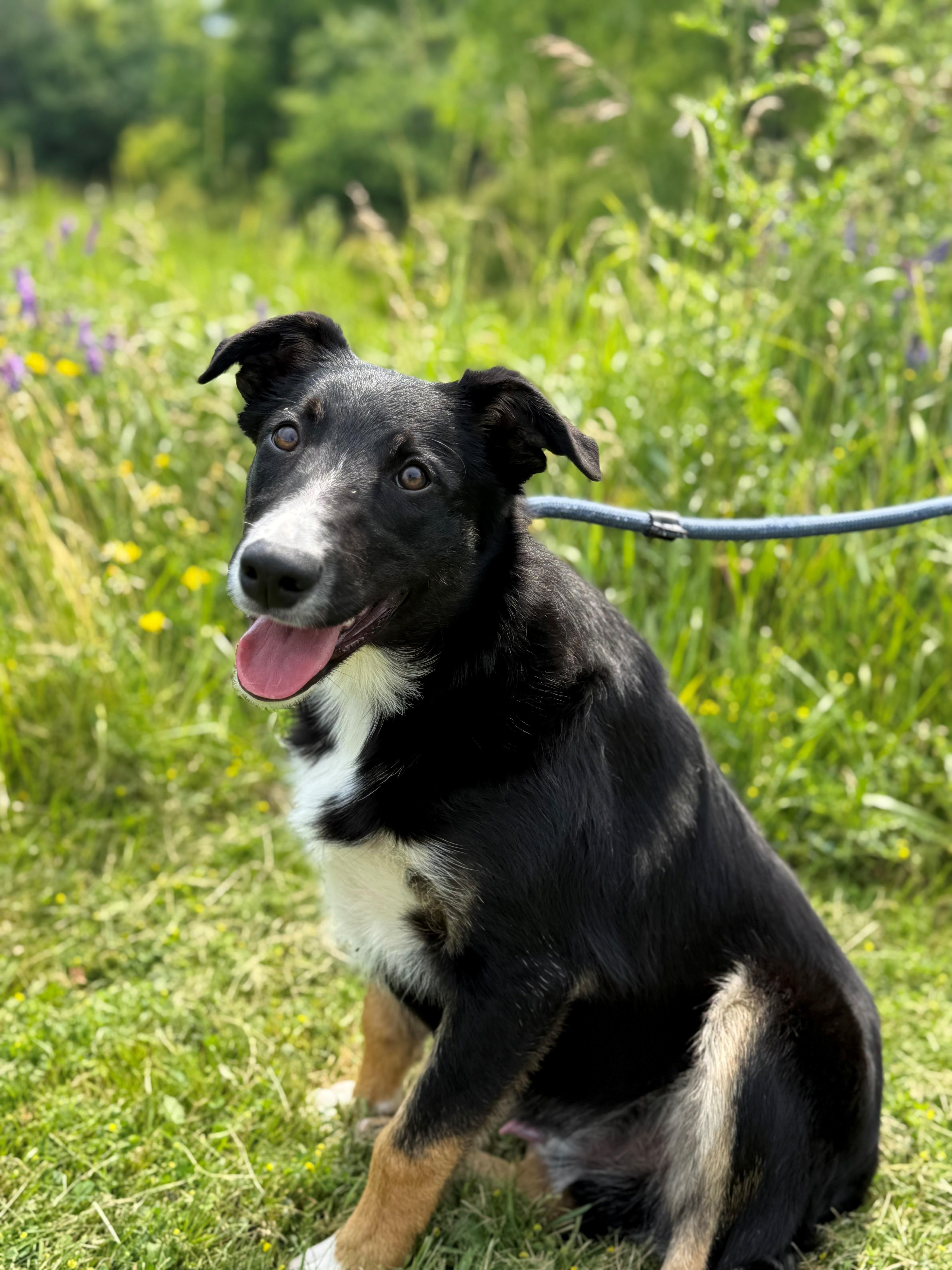 Breeze, an adoptable mixed breed in Hamilton, ON image 6/6