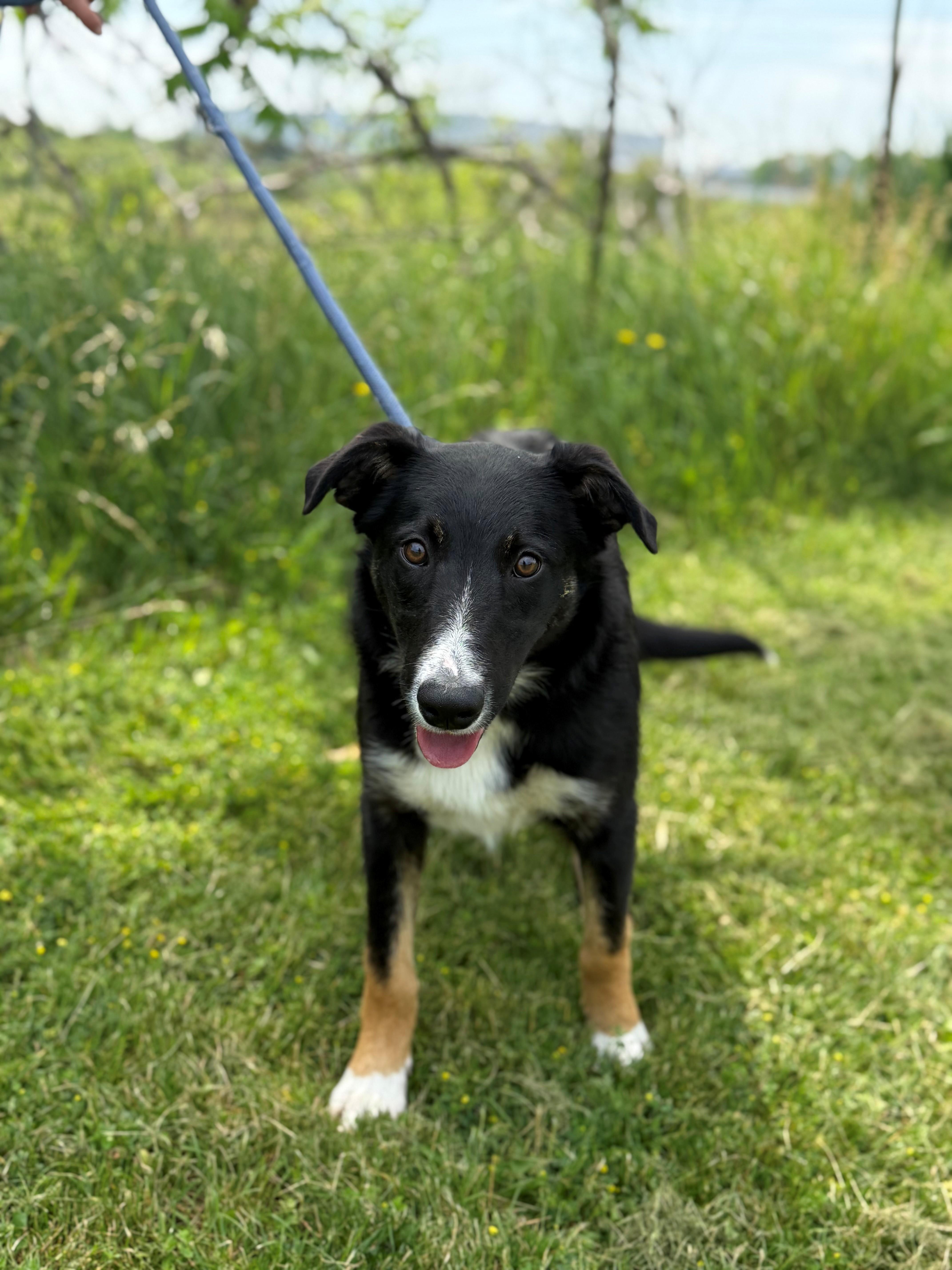 Breeze, an adoptable mixed breed in Hamilton, ON image 2/6
