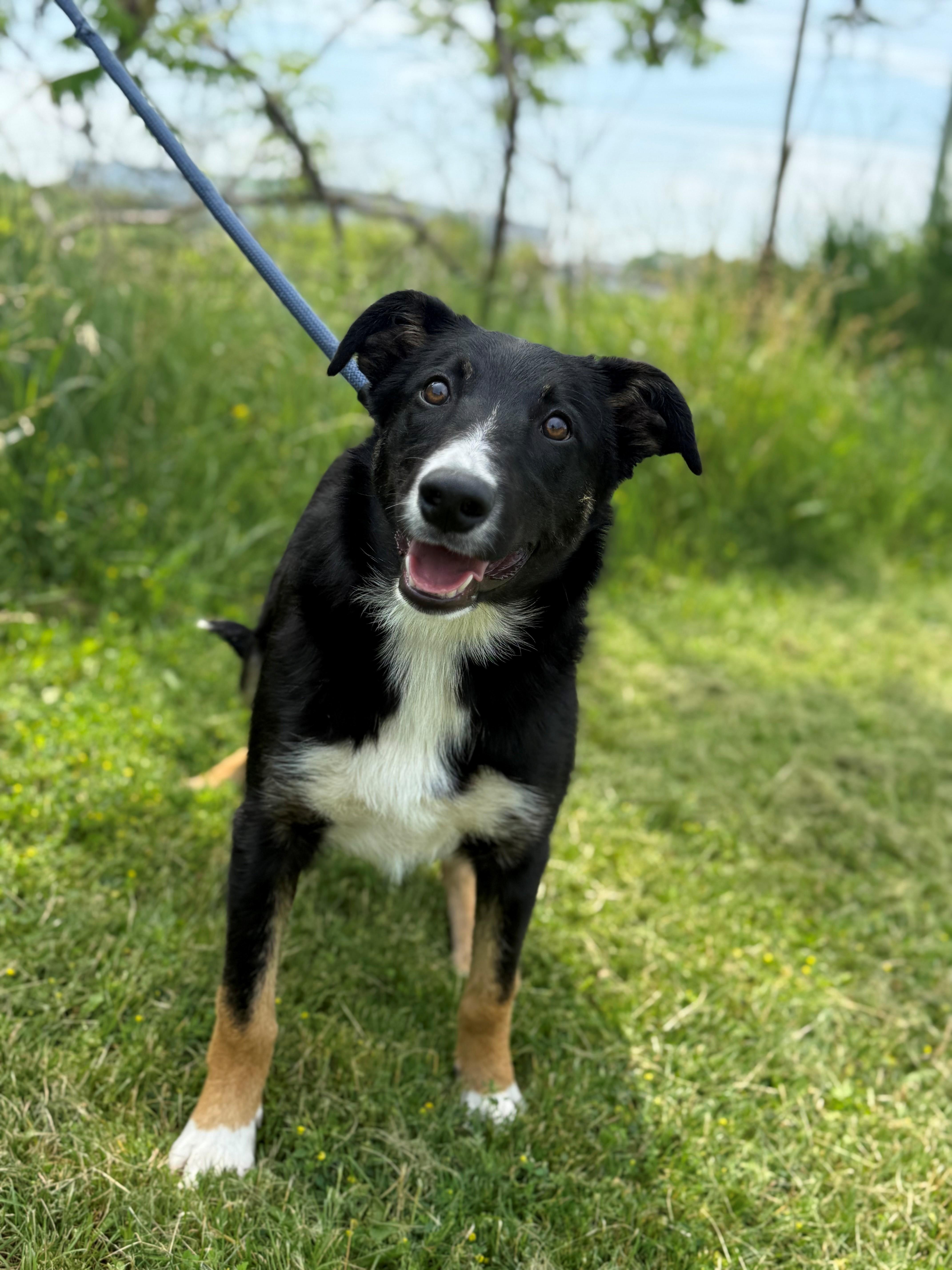 Breeze, an adoptable mixed breed in Hamilton, ON image 5/6