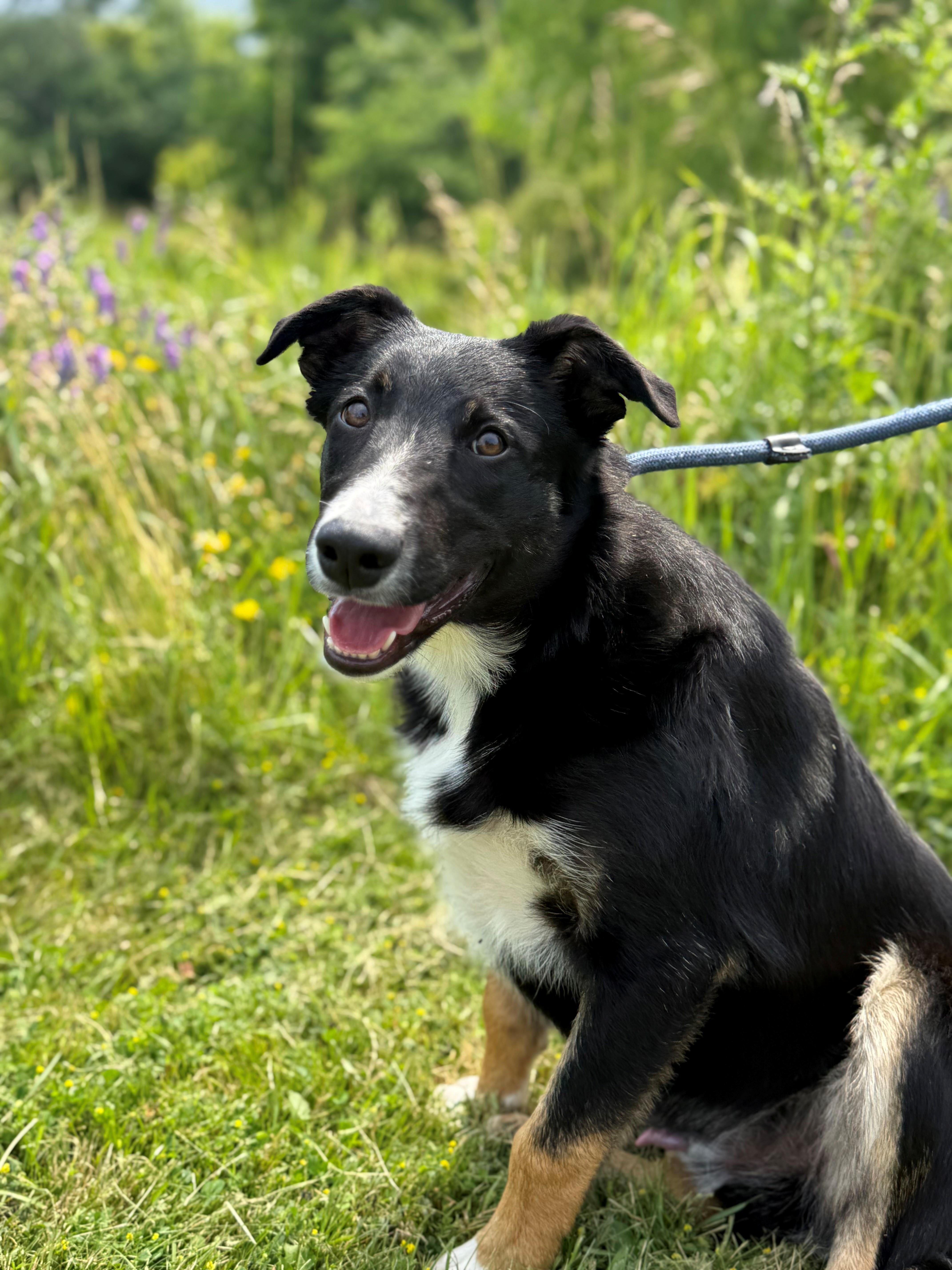 Breeze, an adoptable mixed breed in Hamilton, ON image 4/6