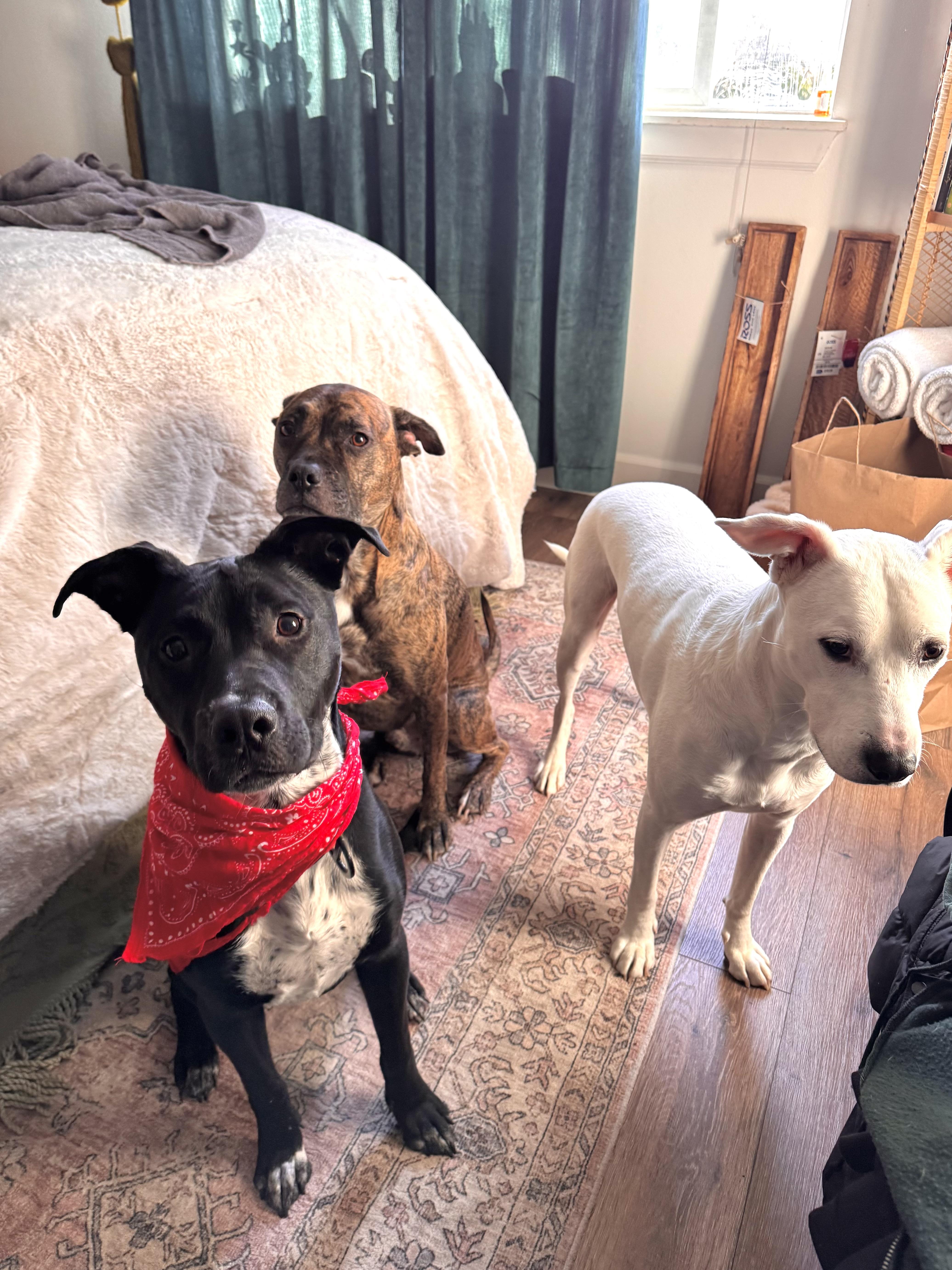 Enlarge Bean, a Adoptable mixed breed in Portland, OR image 6/6