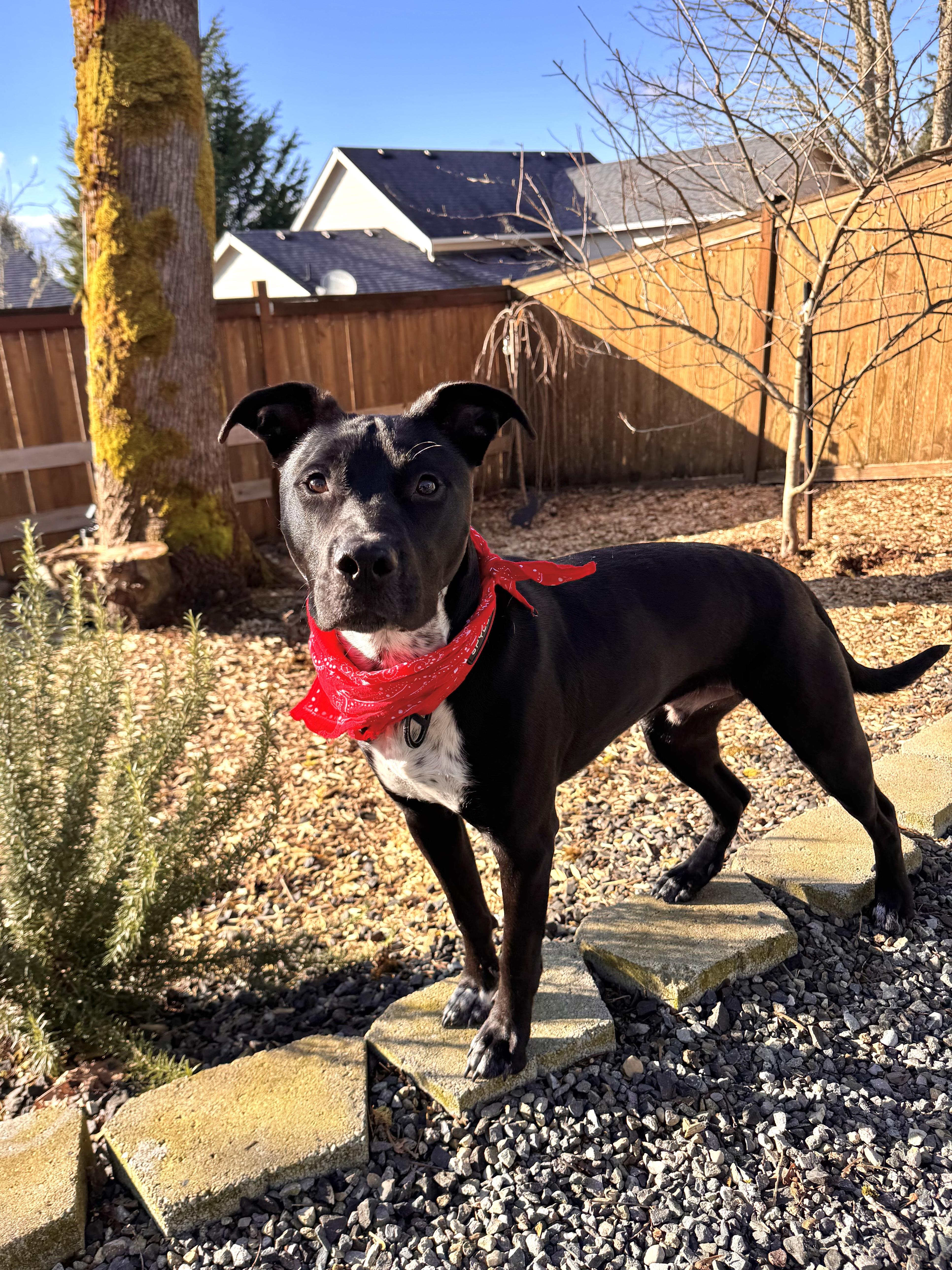 Enlarge Bean, a Adoptable mixed breed in Portland, OR image 5/6
