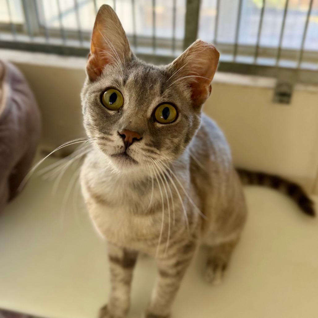 Quiche, Adoptable, Young Female American Shorthair.