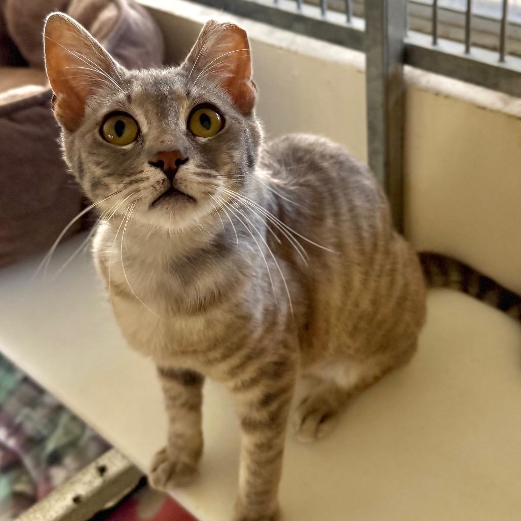 Quiche, a Adoptable American Shorthair in Santa Barbara, CA image 2/4