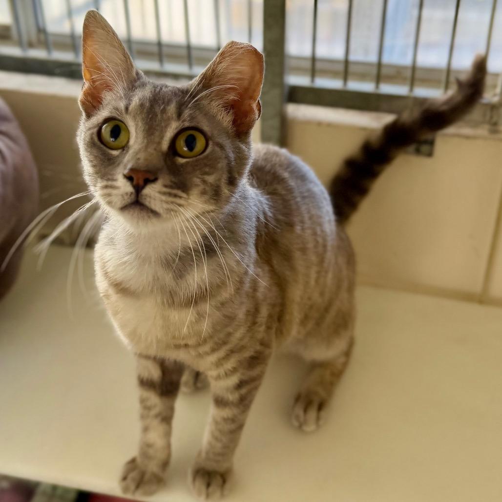 Quiche, a Adoptable American Shorthair in Santa Barbara, CA image 3/4