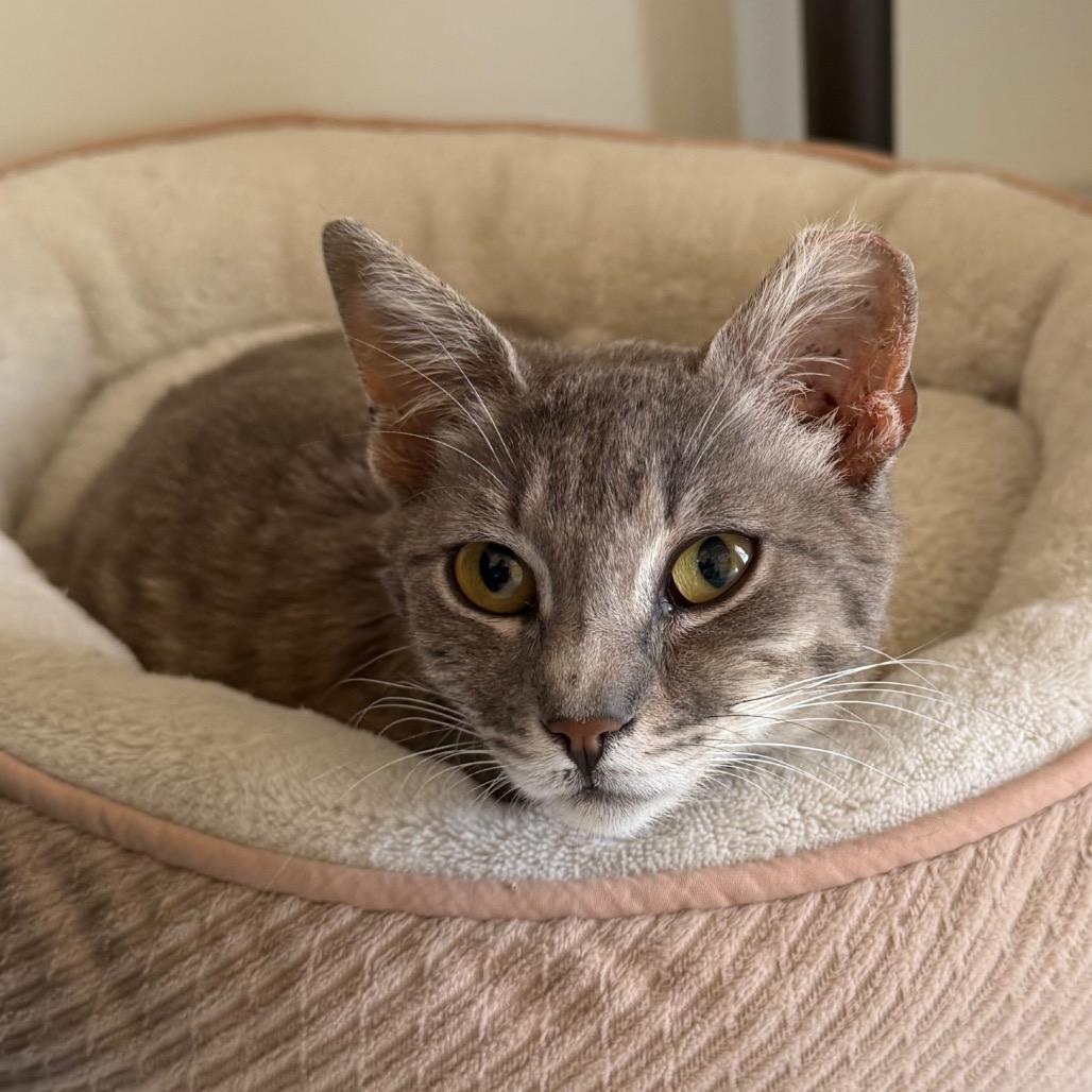 Enlarge Quiche, a Adoptable American Shorthair in Santa Barbara, CA image 1/1