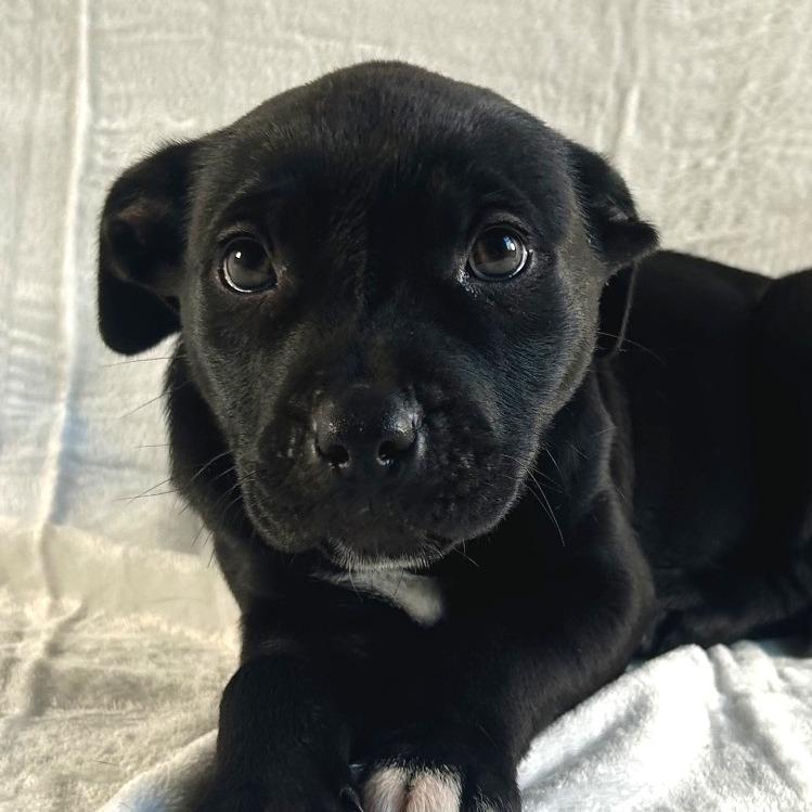 Winter, Adoptable, Puppy Female Labrador Retriever.