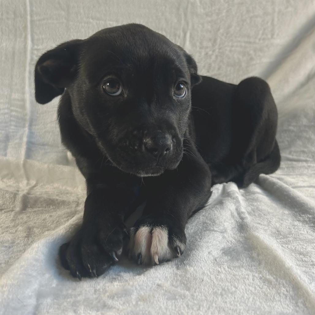 Enlarge Winter, a Adoptable Labrador Retriever in Johnson City, TN image 2/2