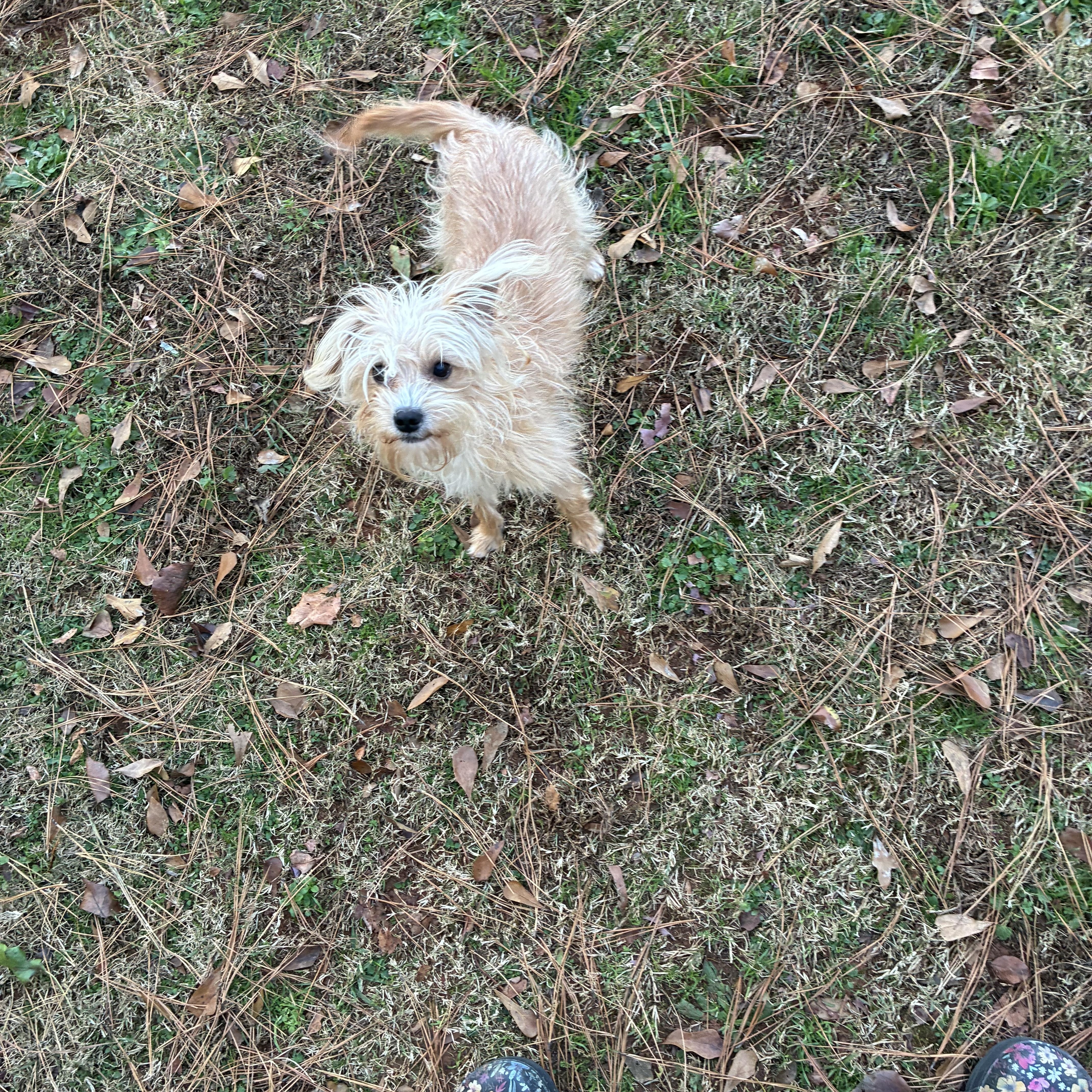 Waffles, a Adoptable mixed breed in Woodruff, SC image 1/5