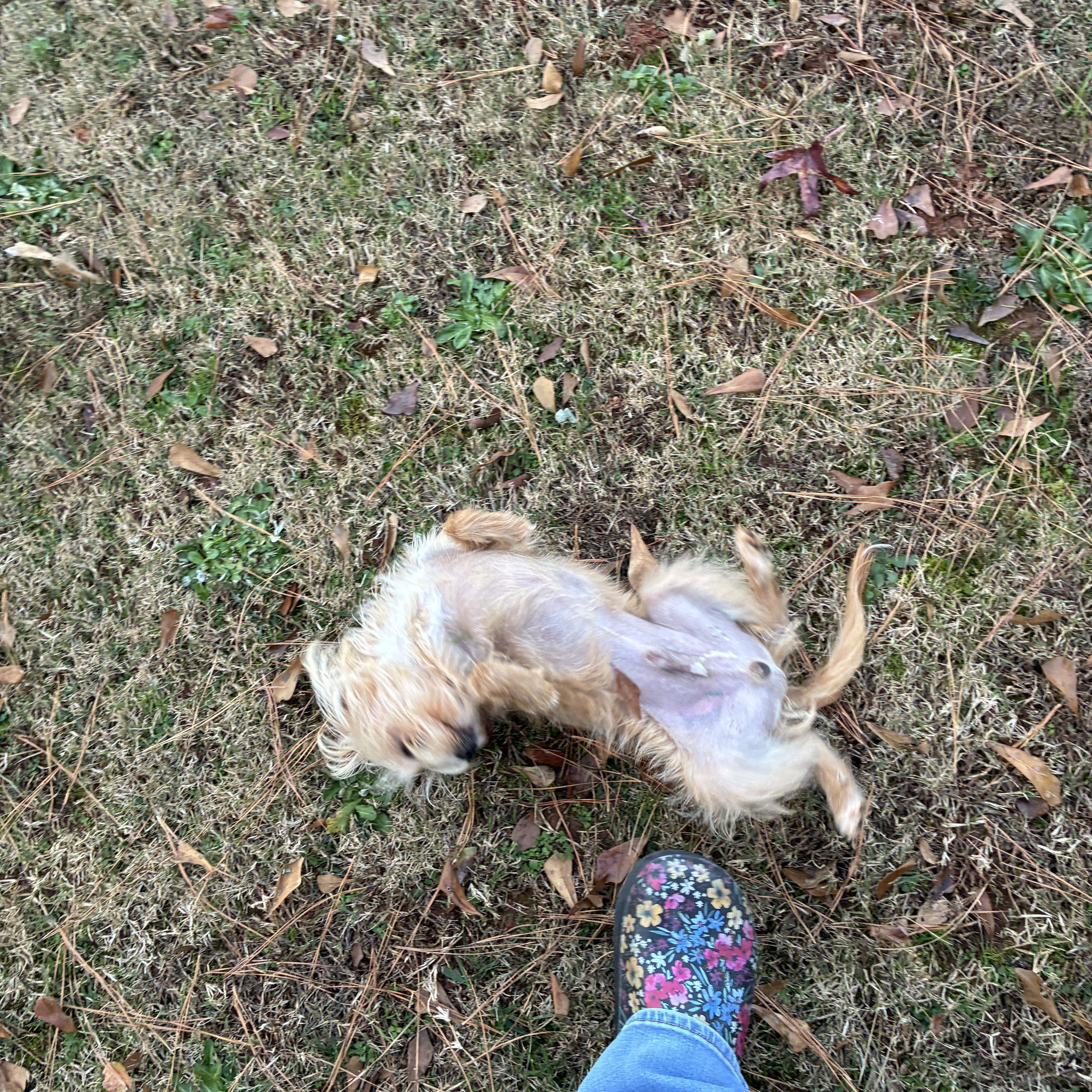 Waffles, a Adoptable mixed breed in Woodruff, SC image 2/5