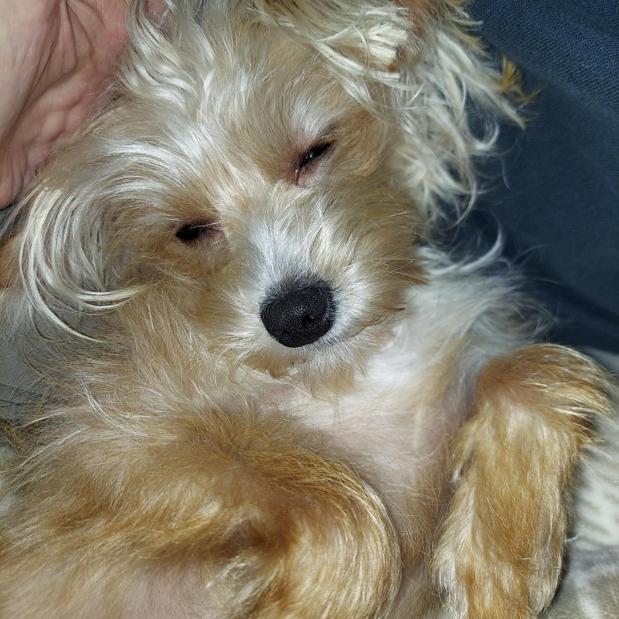 Enlarge Waffles, an adopted mixed breed in Woodruff, SC image 3/6