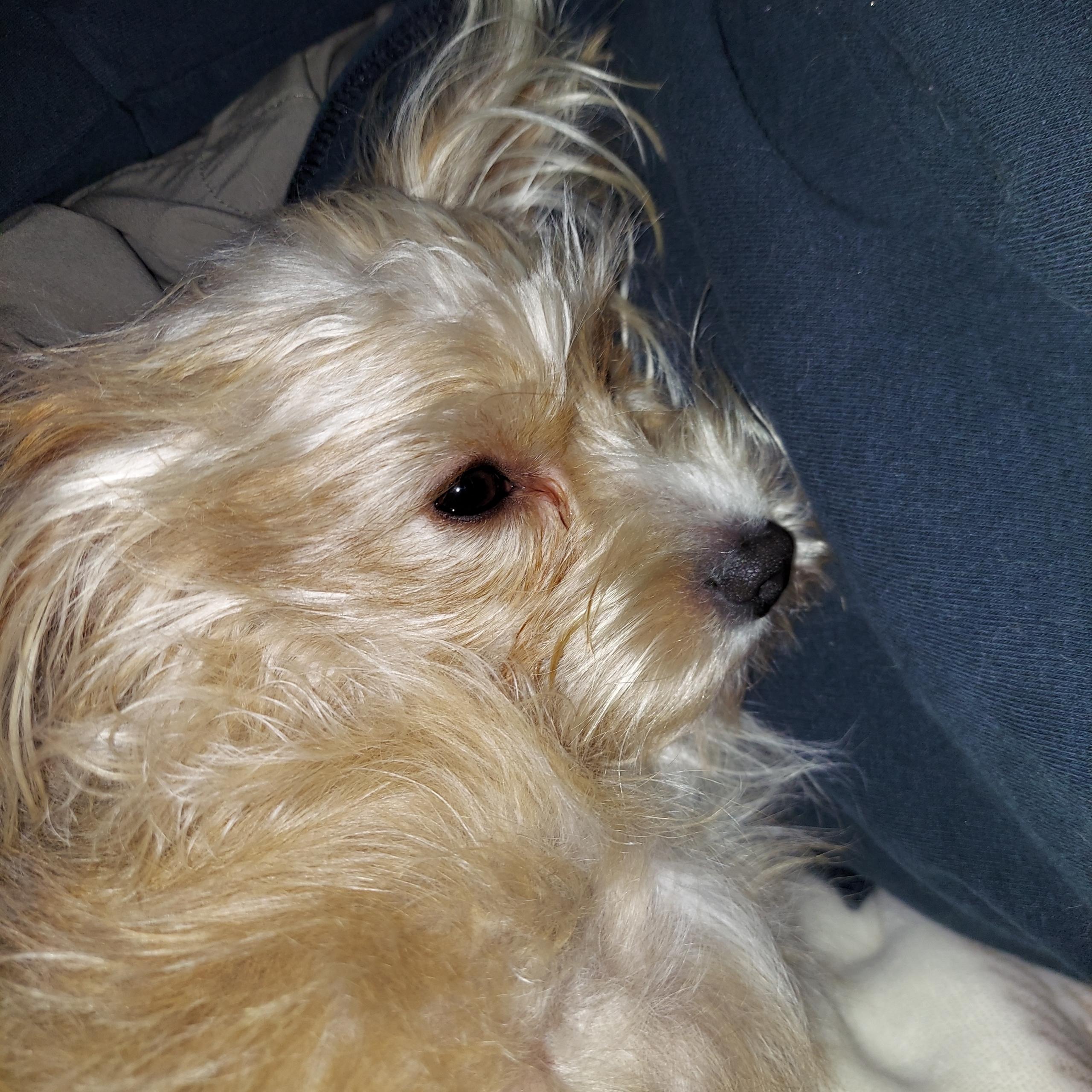 Enlarge Waffles, an adopted mixed breed in Woodruff, SC image 6/6