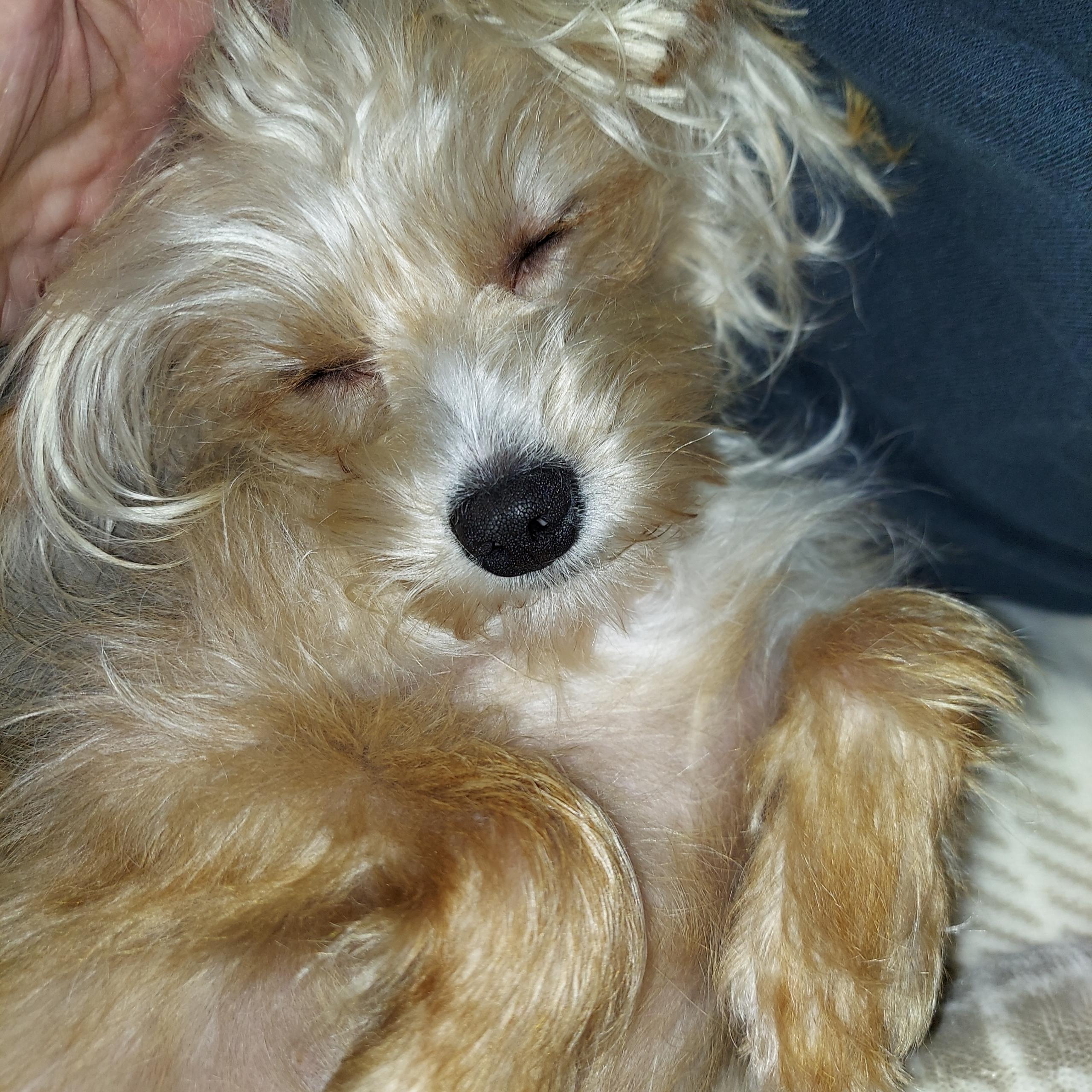 Enlarge Waffles, an adopted mixed breed in Woodruff, SC image 4/6