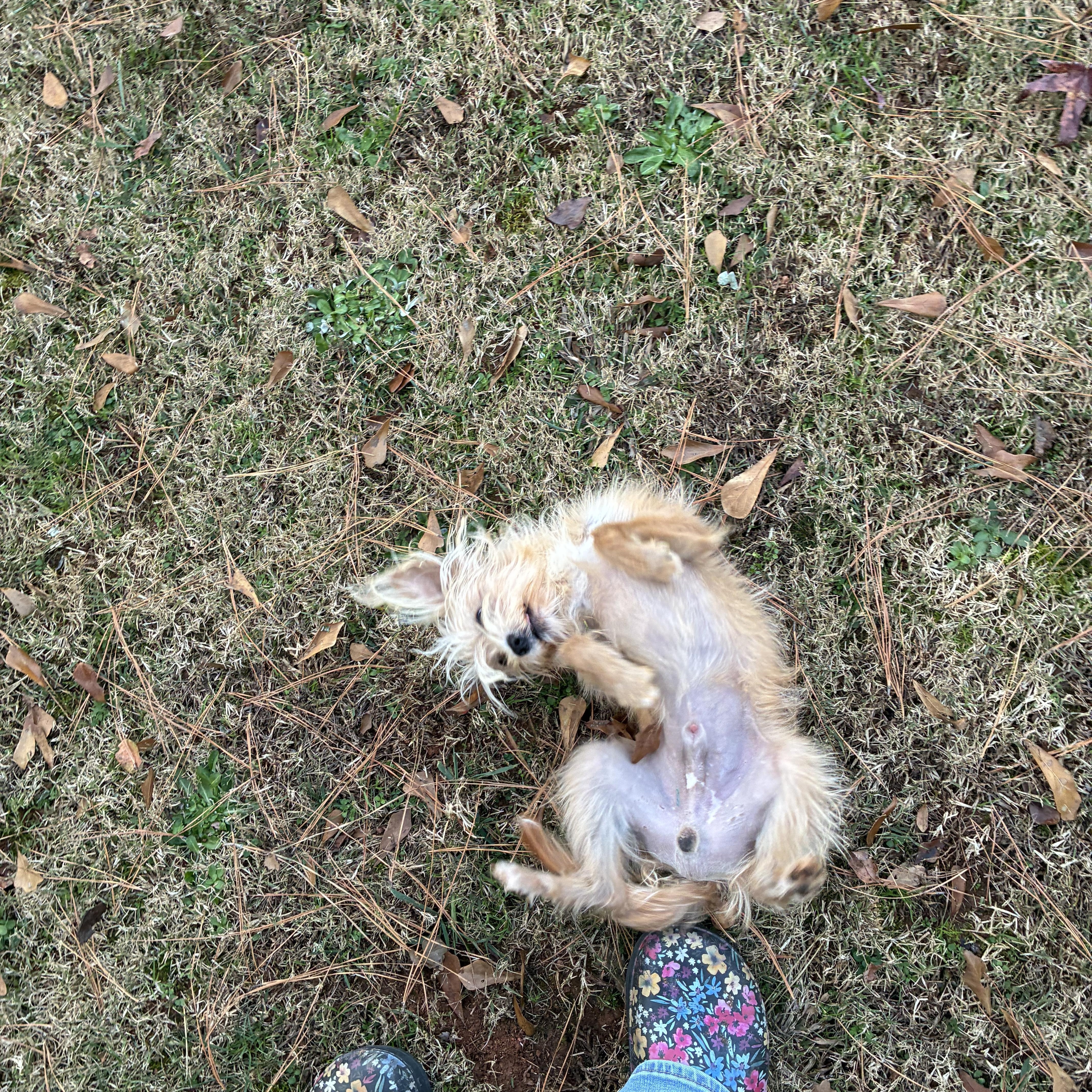 Waffles, a Adoptable mixed breed in Woodruff, SC image 3/5