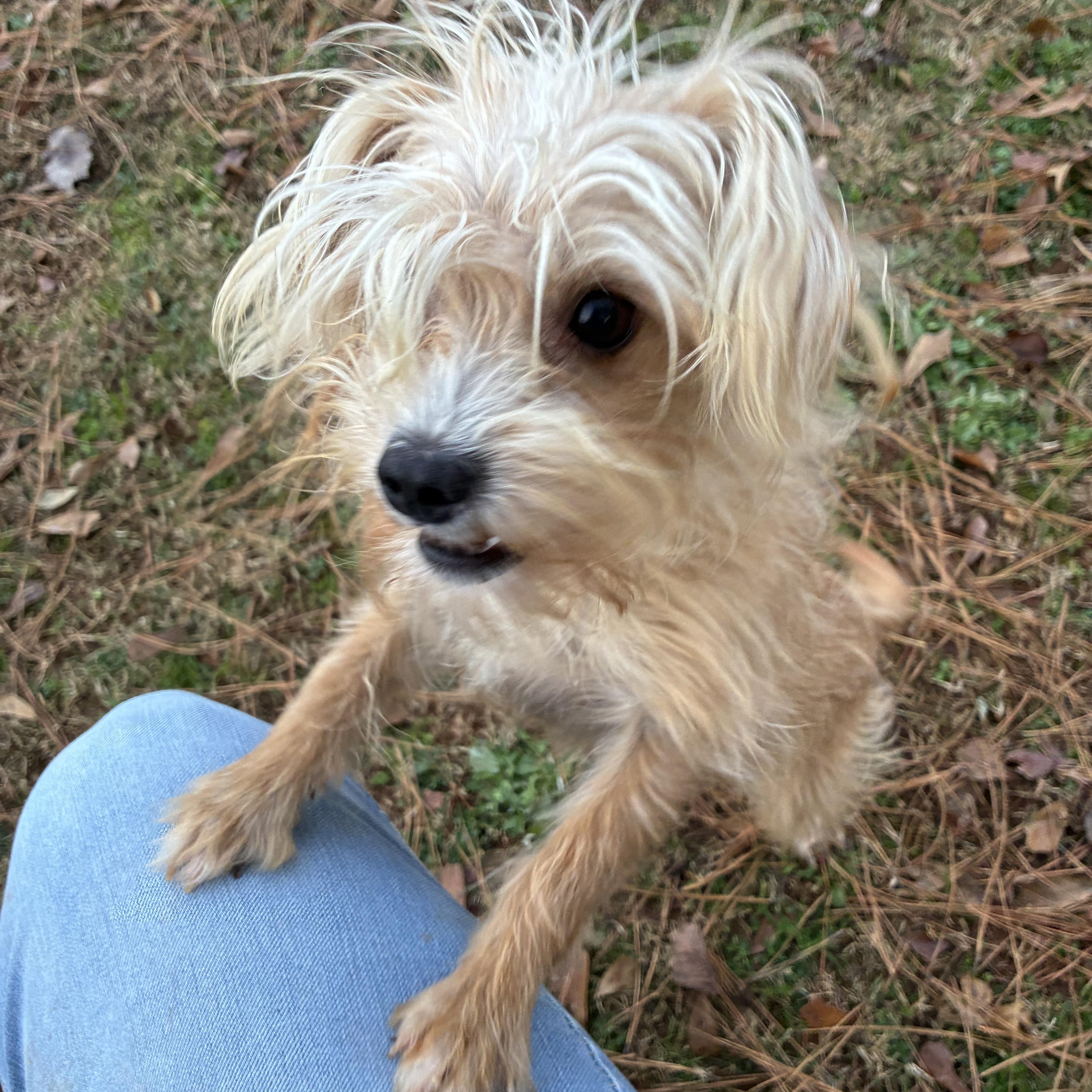 Waffles, a Adoptable mixed breed in Woodruff, SC image 4/5
