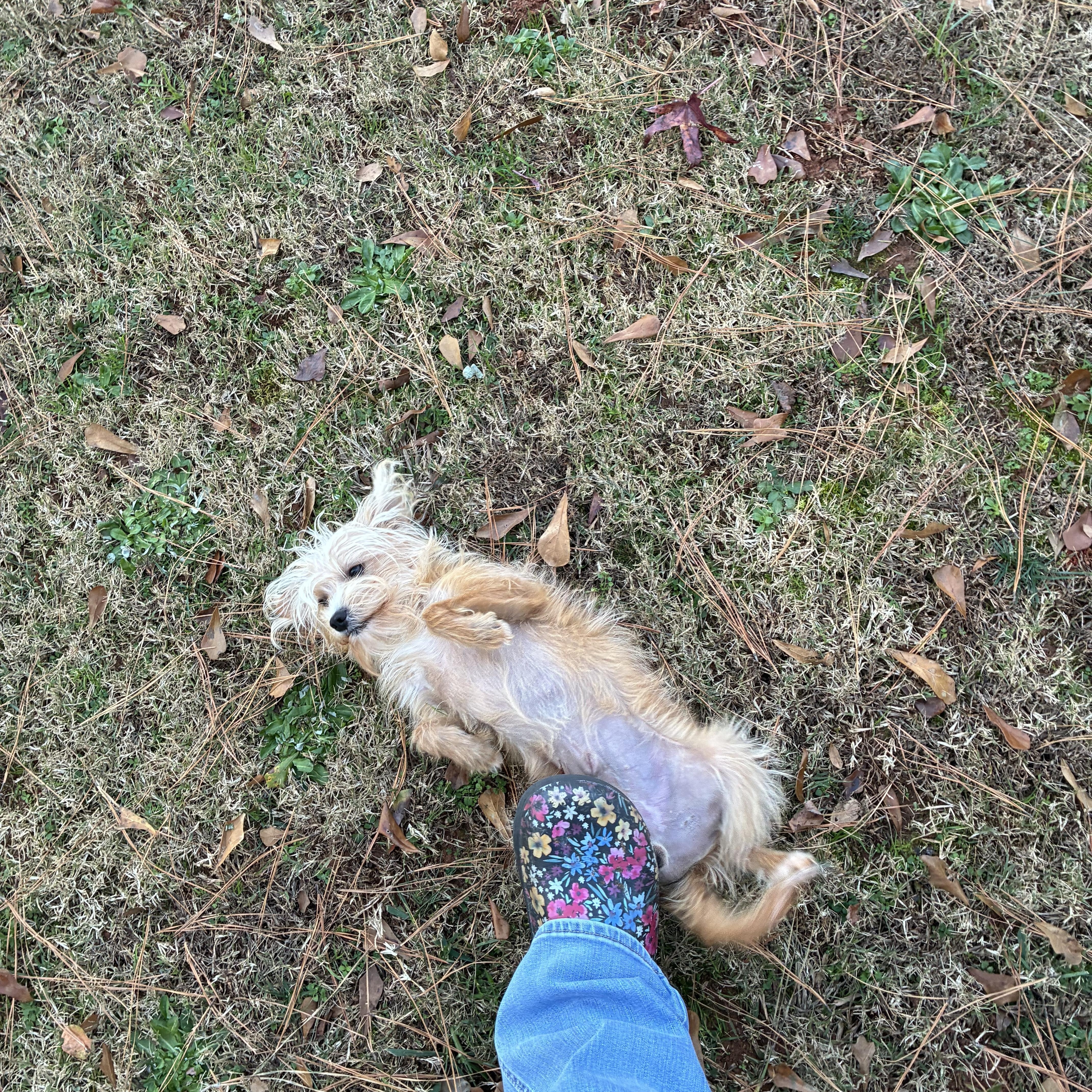 Waffles, a Adoptable mixed breed in Woodruff, SC image 5/5