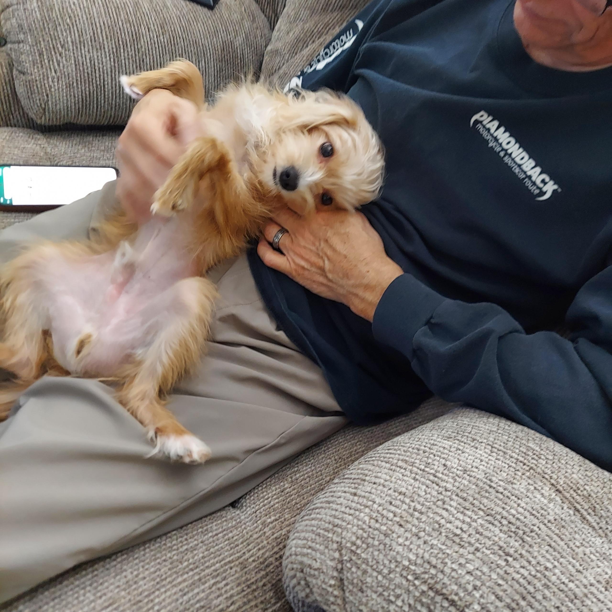 Enlarge Waffles, an adopted mixed breed in Woodruff, SC image 5/6