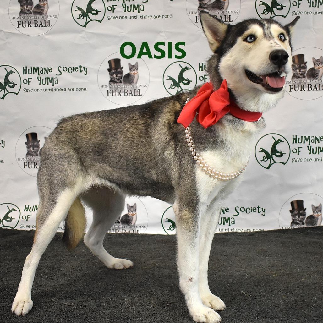 Enlarge Oasis, a Adoptable Husky in Yuma, AZ image 1/3