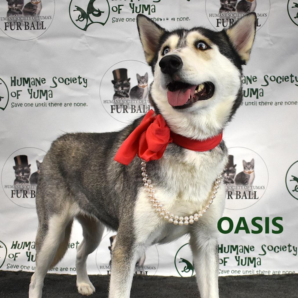 Enlarge Oasis, a Adoptable Husky in Yuma, AZ image 2/3